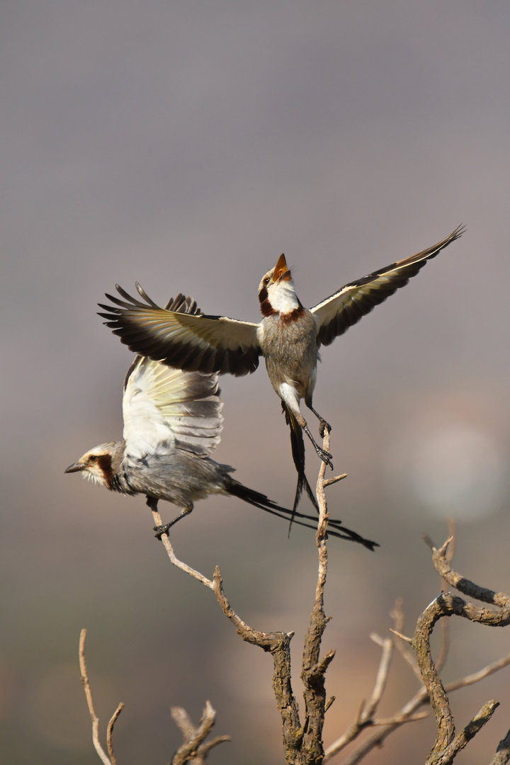 Streamer-tailed Tyrant Gubernetes yetapa