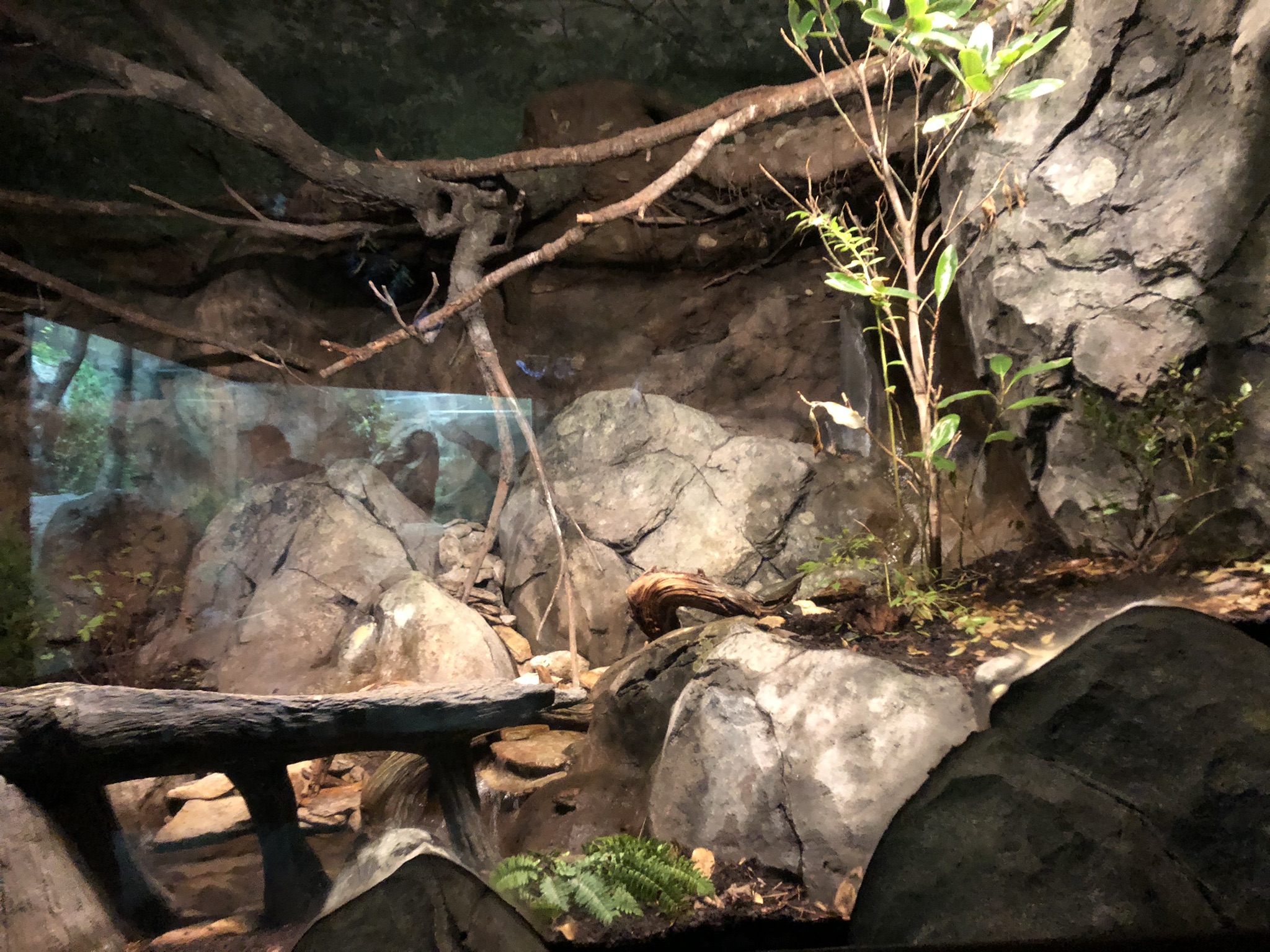 Streamside, Barred owl exhibit