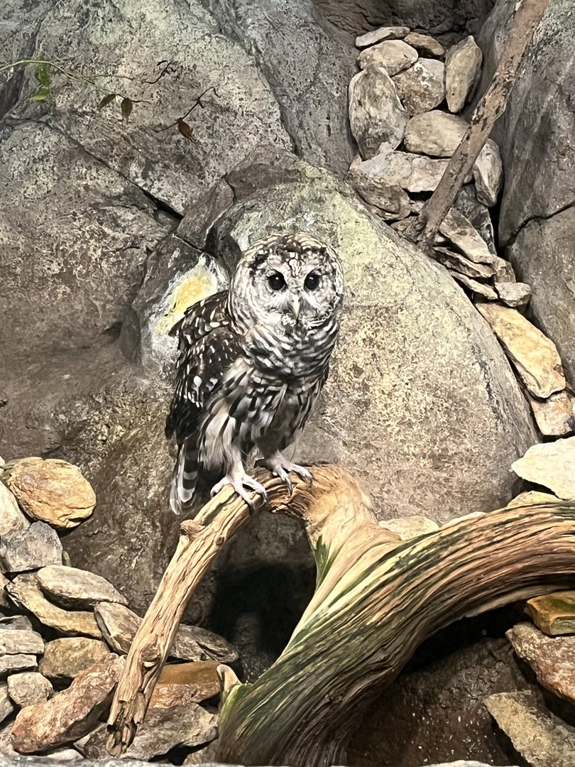 Streamside: Barred Owl