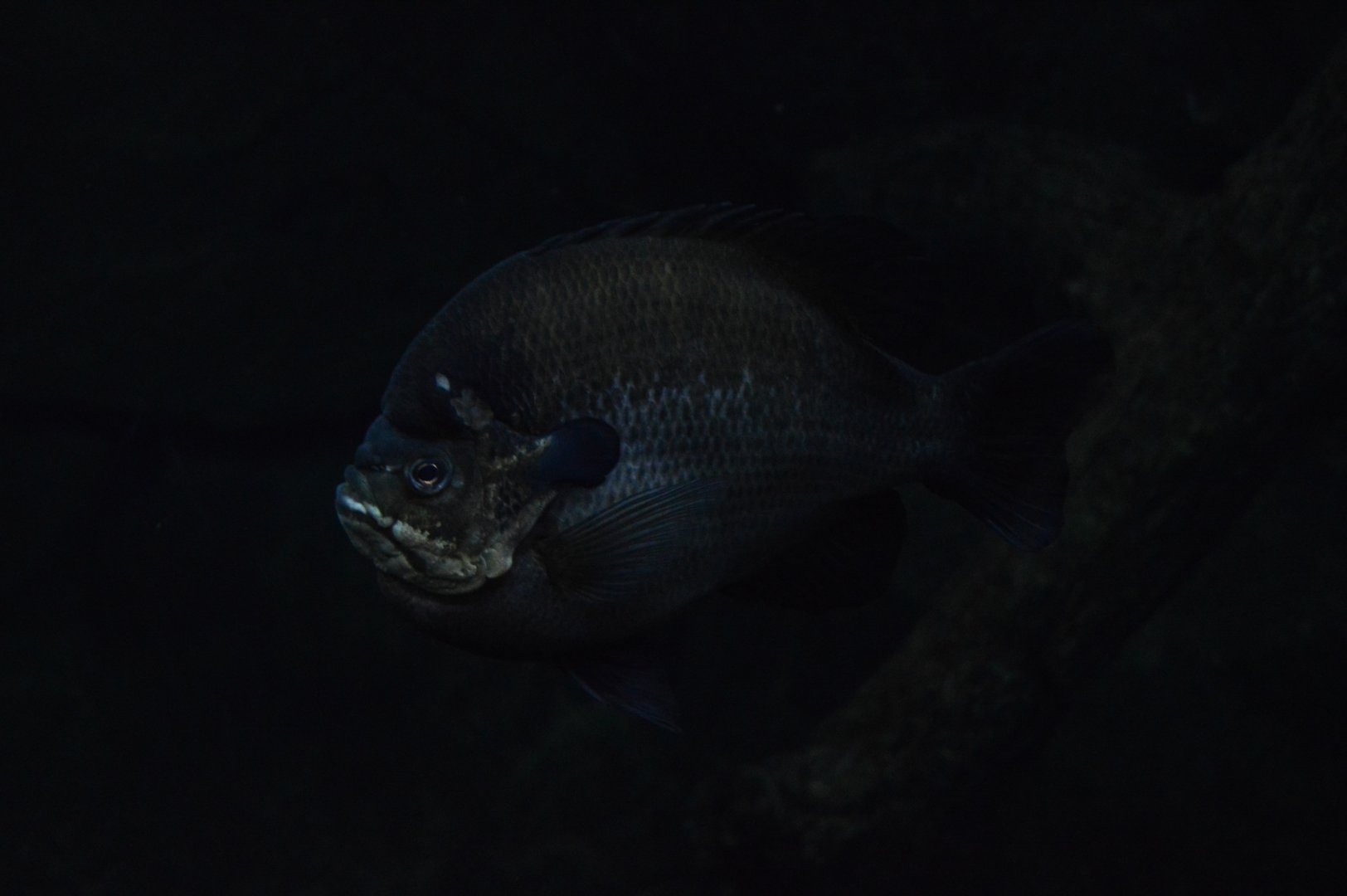 Streamside - Bluegill (Lepomis macrochirus)