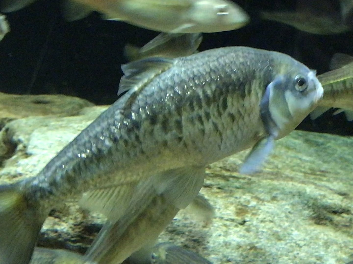 Streamside: Bluehead Chub