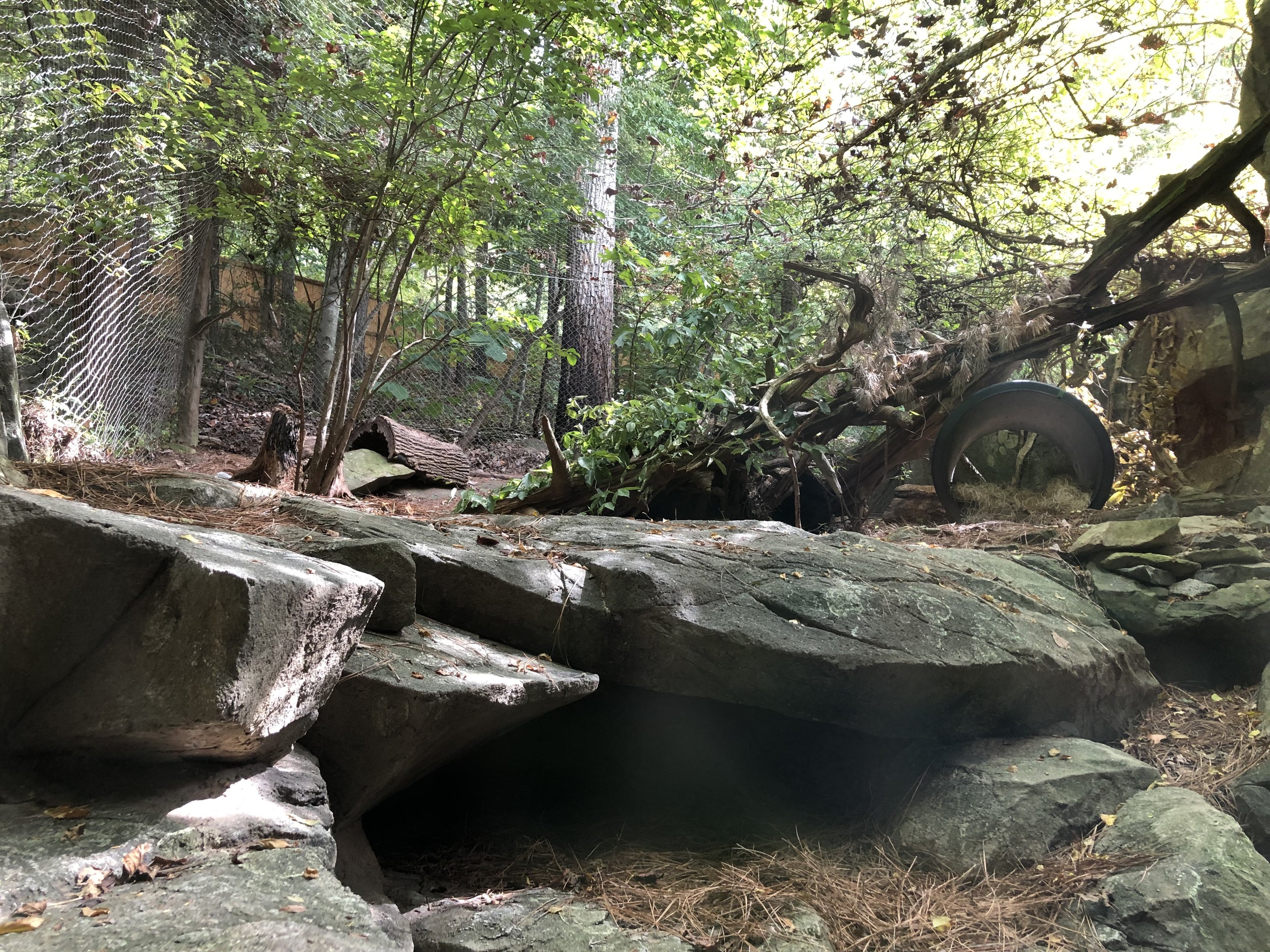 Streamside, Bobcat exhibit
