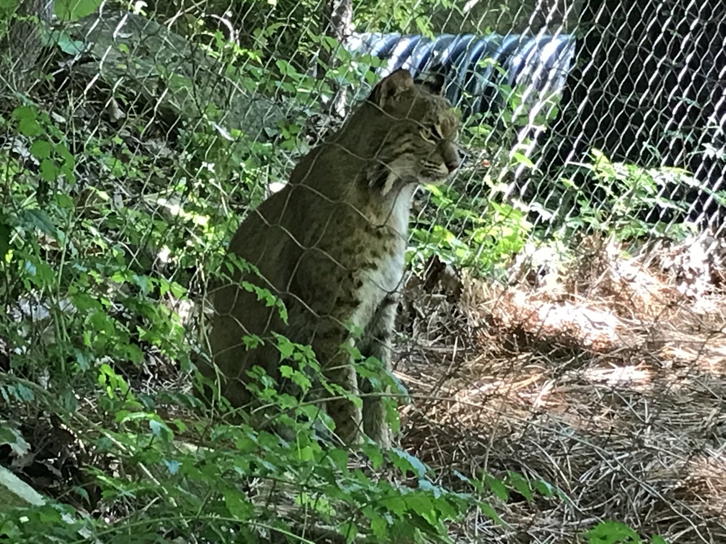 Streamside - Bobcat