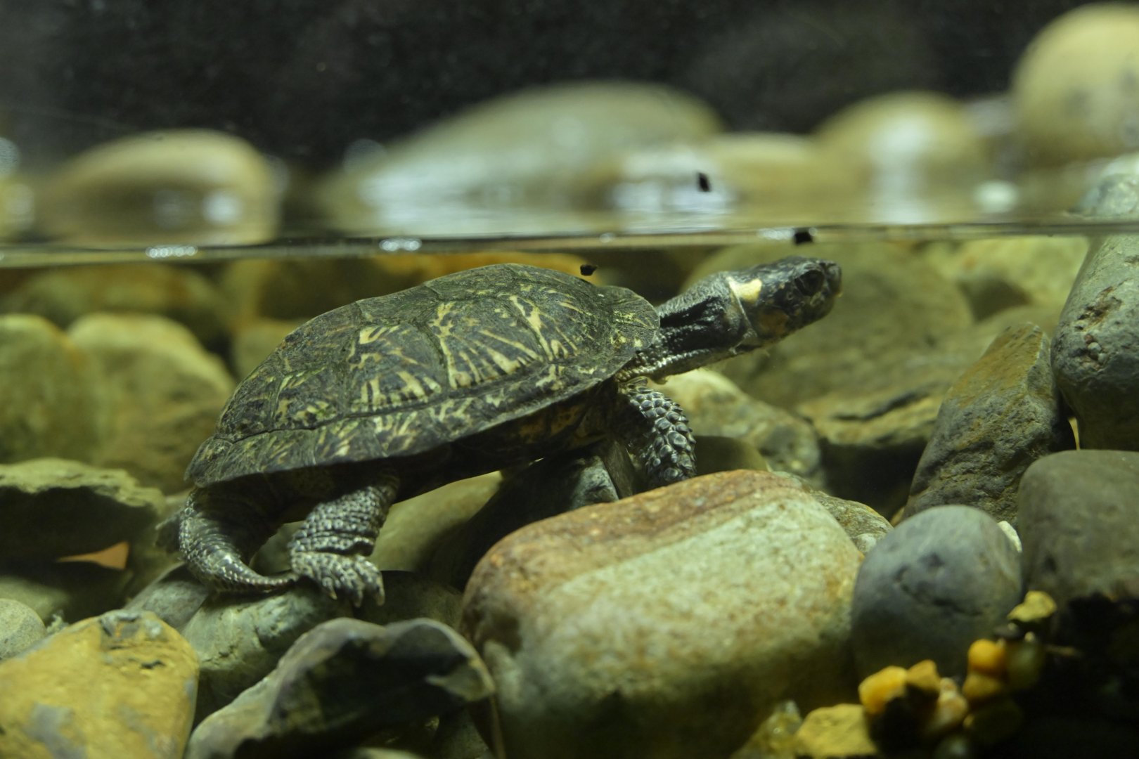 Streamside - Bog Turtle (Glyptemys muhlenbergii)
