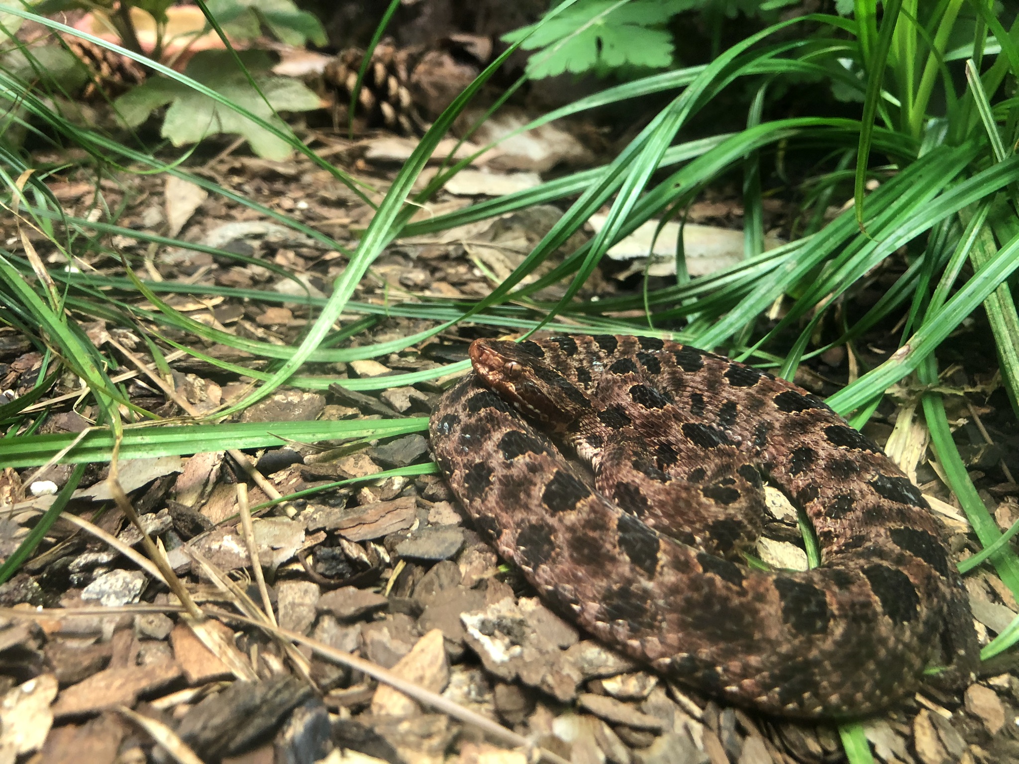 Streamside, Carolina Pygmy rattlesnake