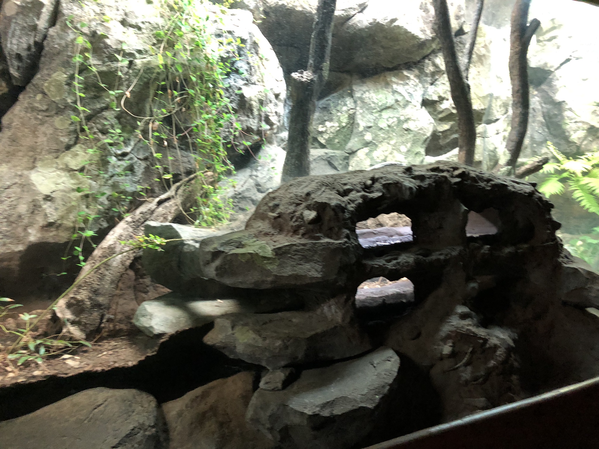 Streamside, Copperhead exhibit