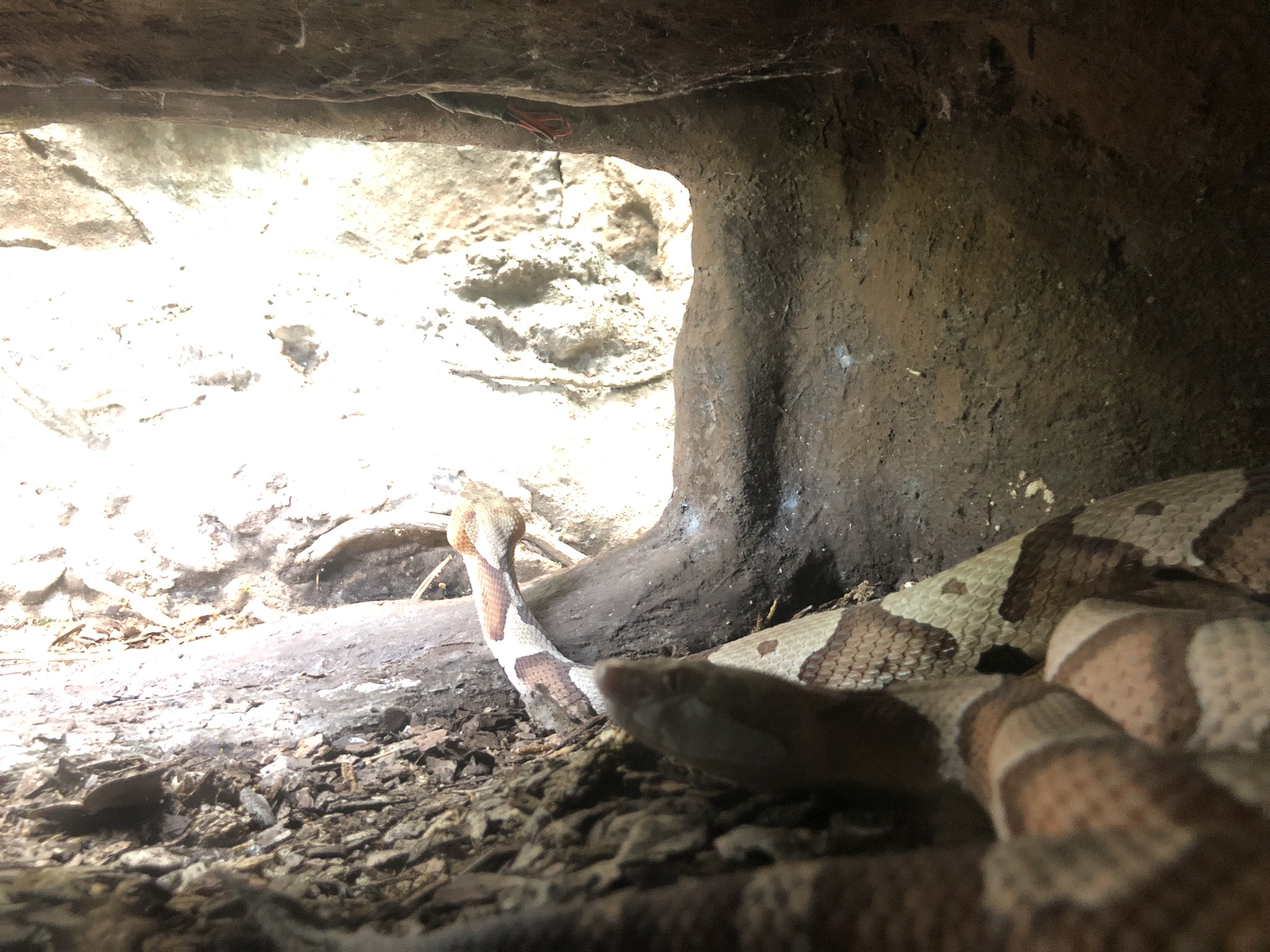 Streamside, Copperhead