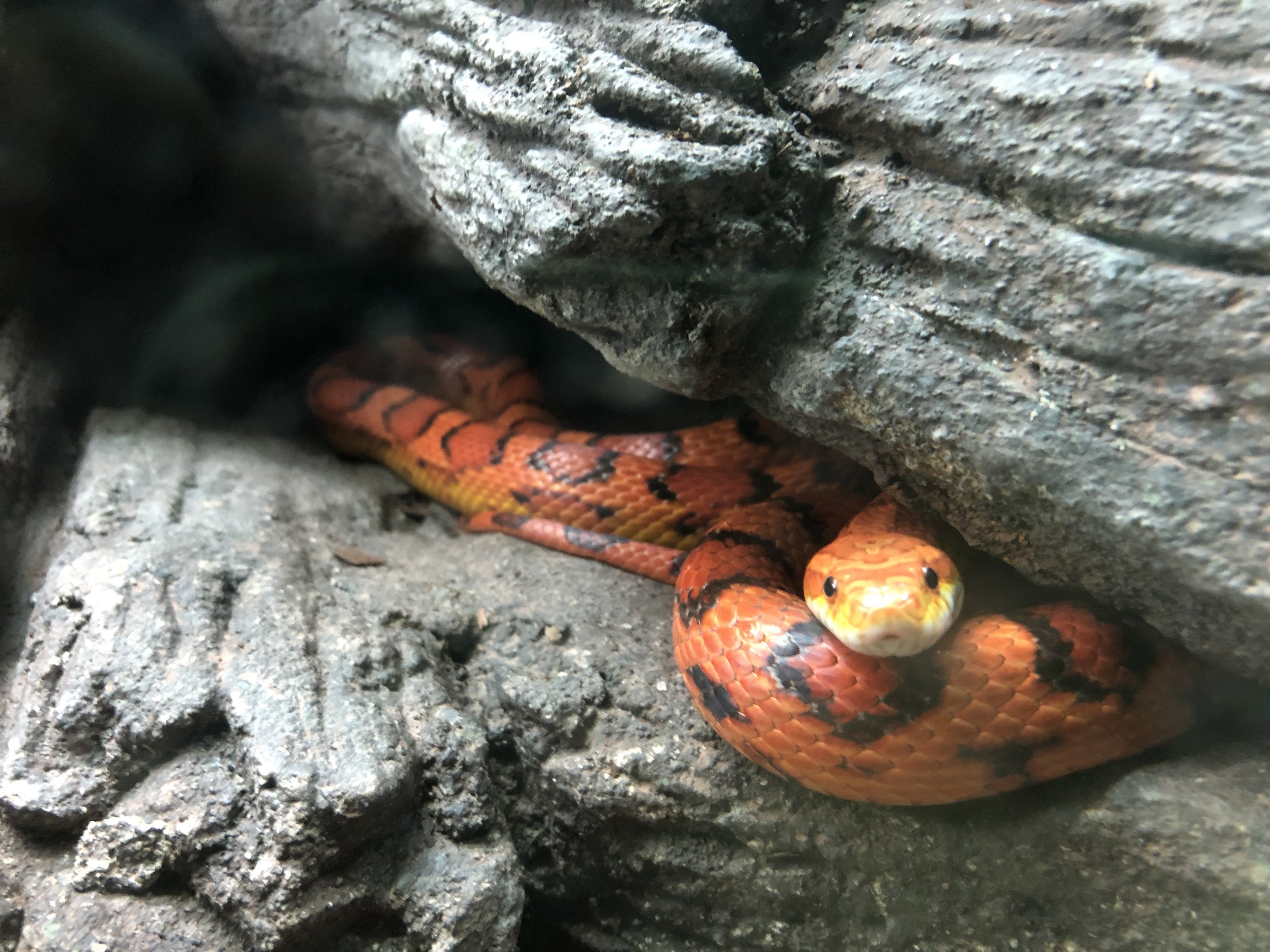 Streamside, Corn snake