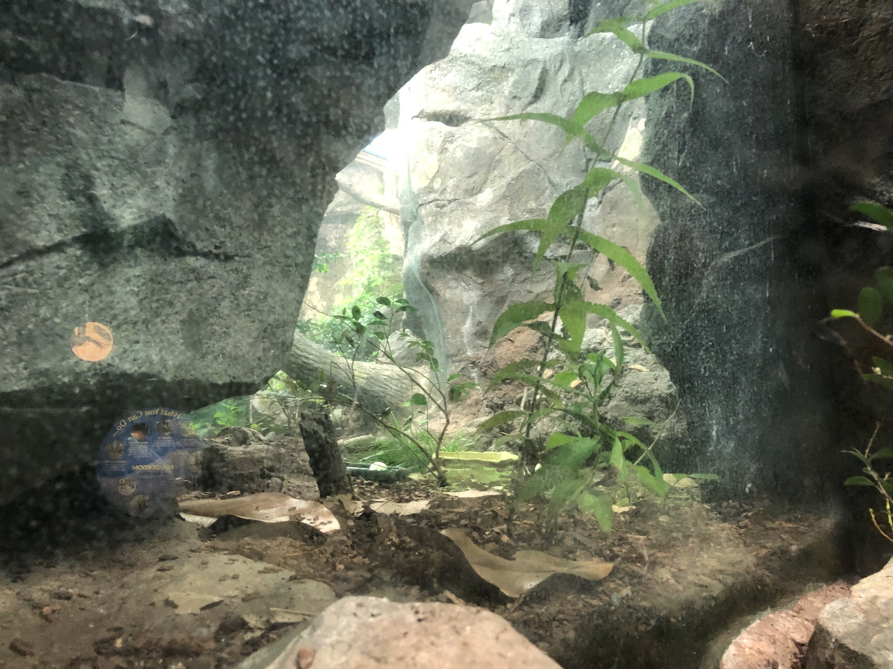 Streamside, Eastern box turtle exhibit