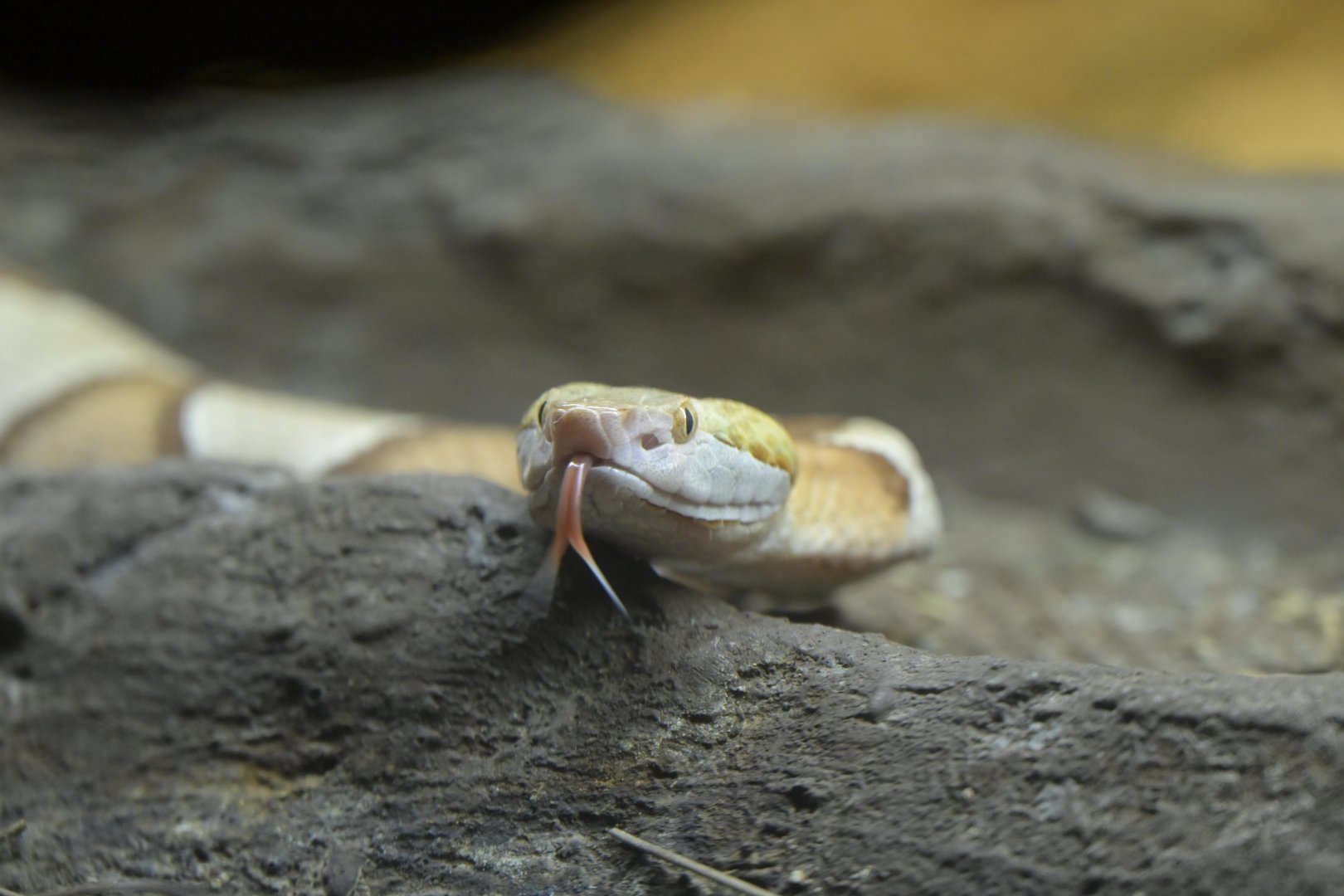 Streamside - Eastern Copperhead (Agkistrodon contortrix)