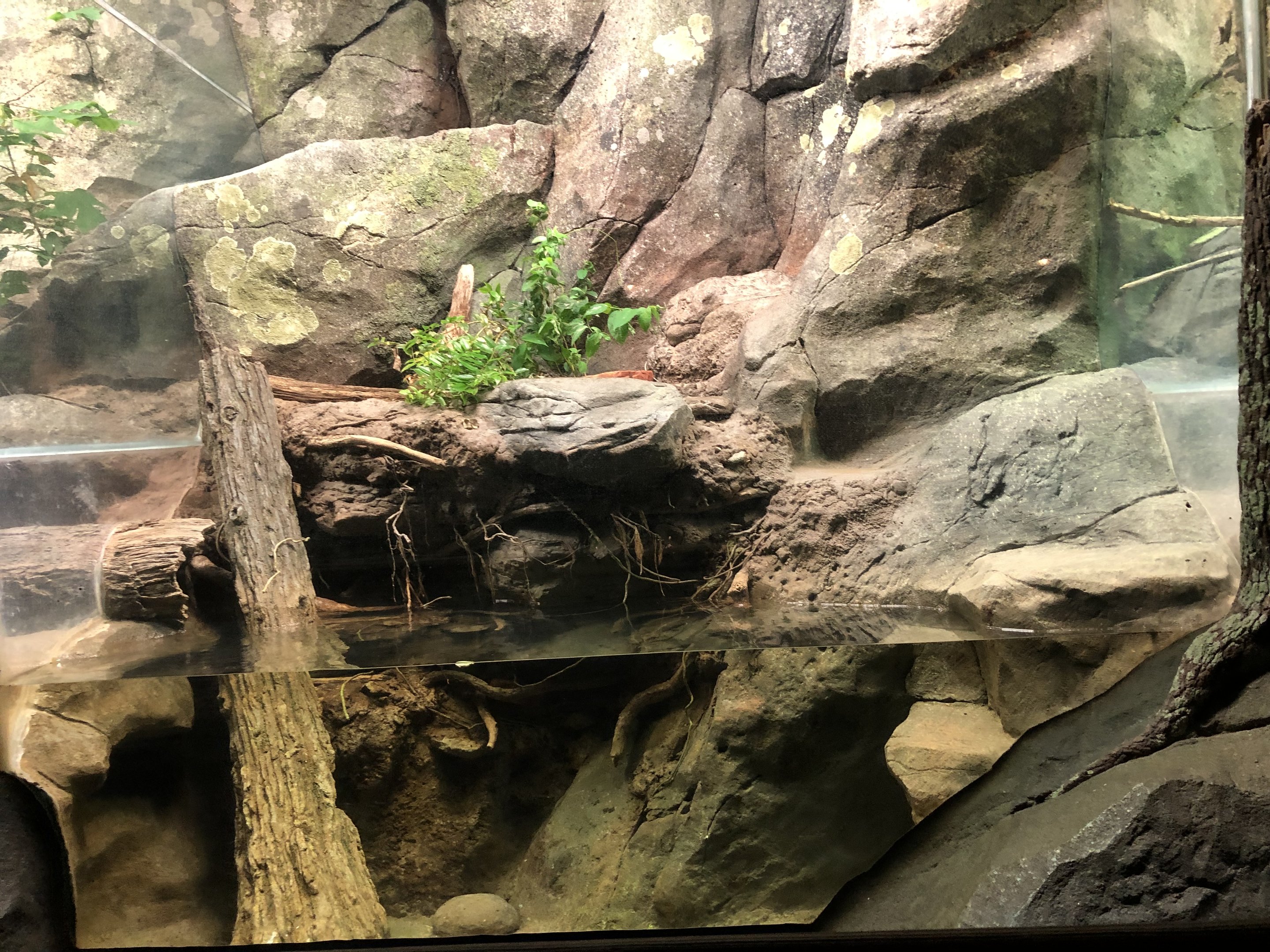 Streamside, Eastern cottonmouth exhibit