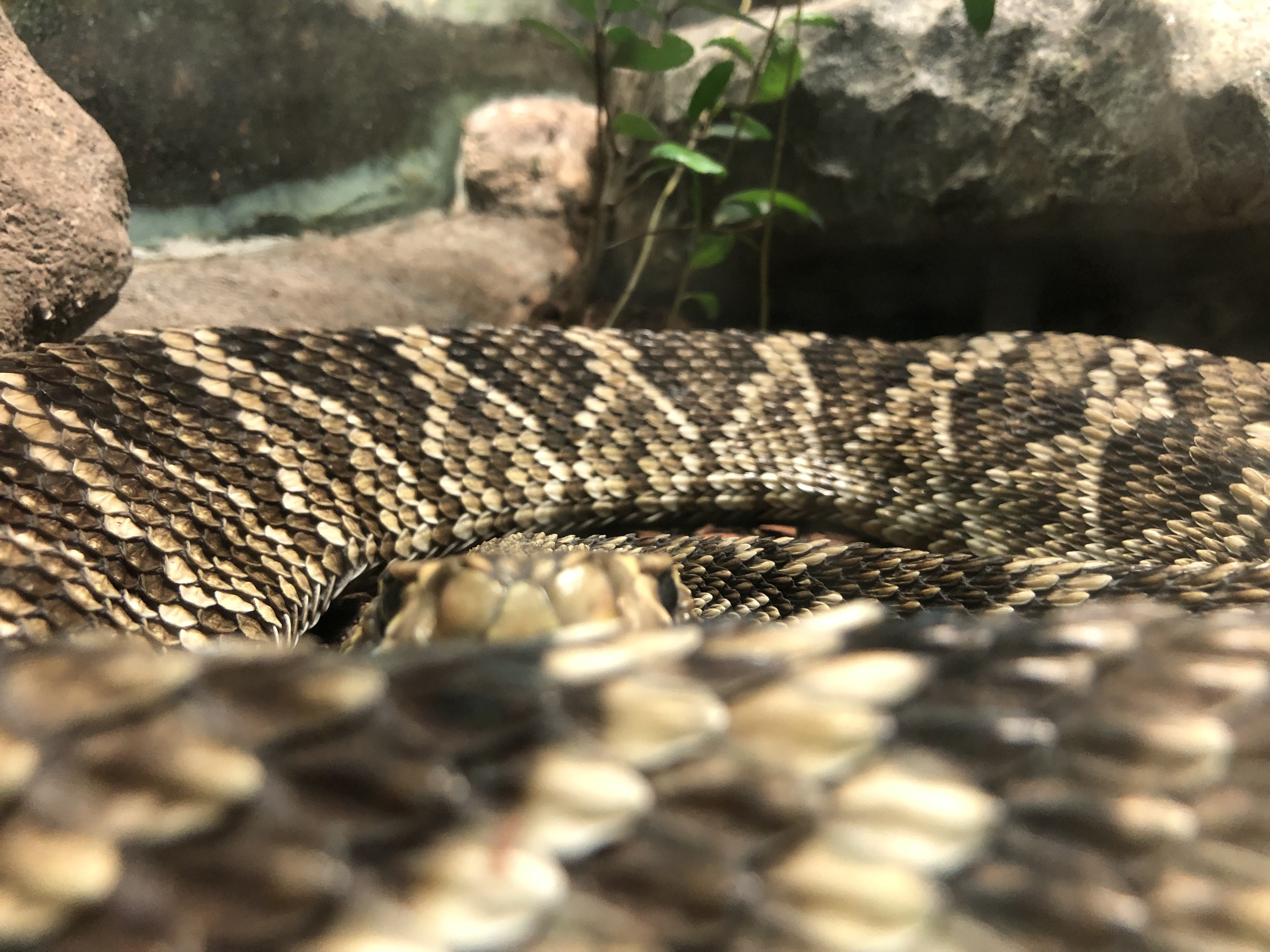 Streamside, Eastern diamondback rattlesnake
