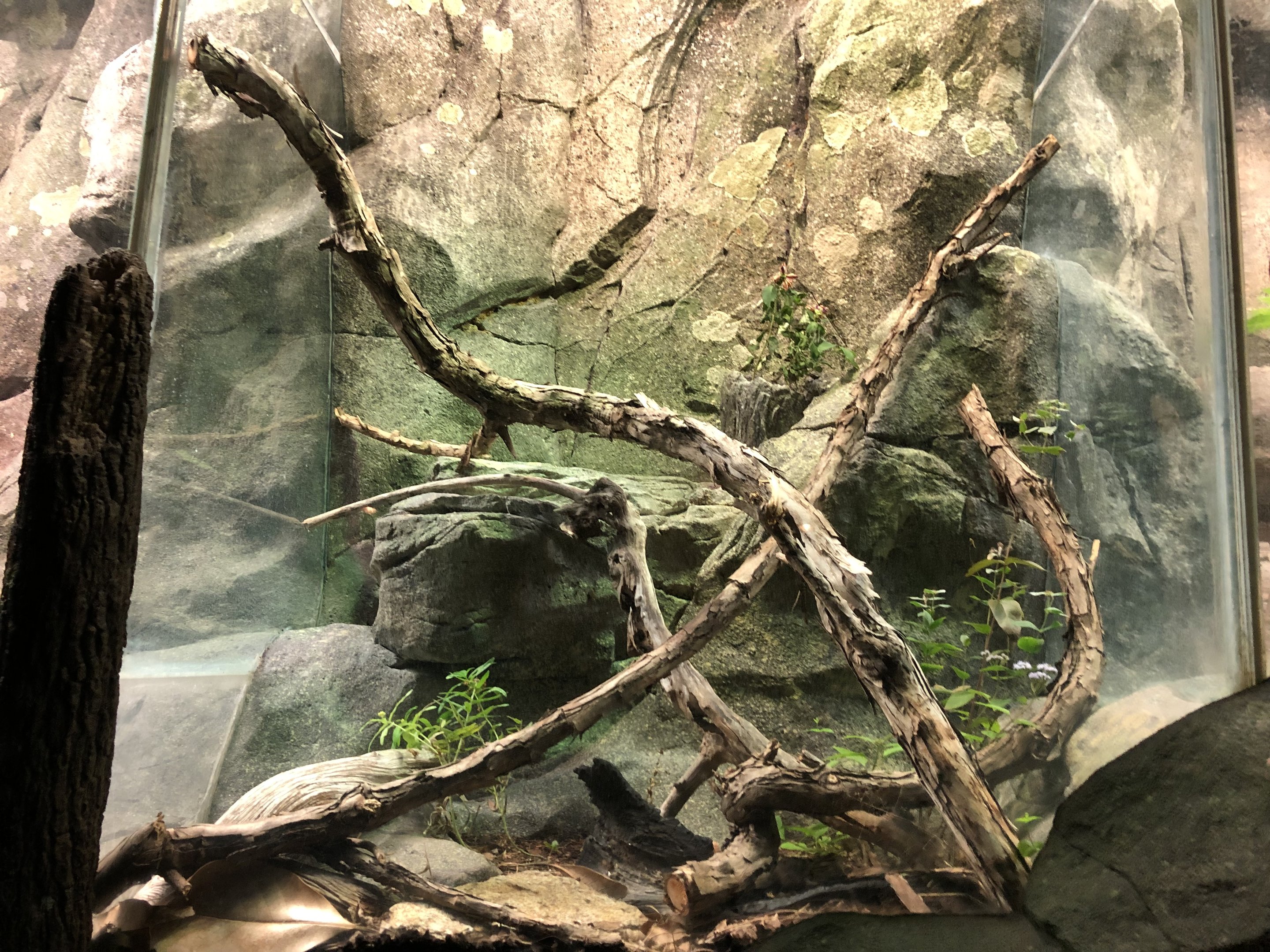 Streamside, Eastern fence lizard exhibit