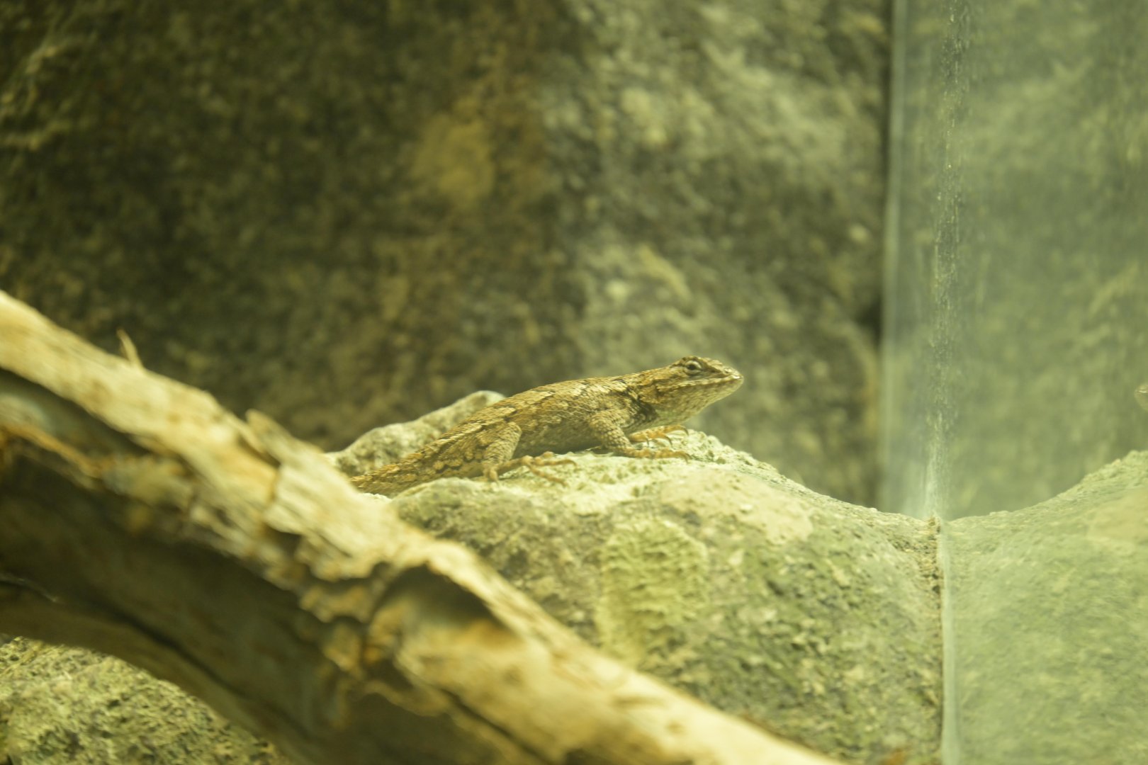 Streamside - Eastern Fence Lizard (Sceloporus undulatus)