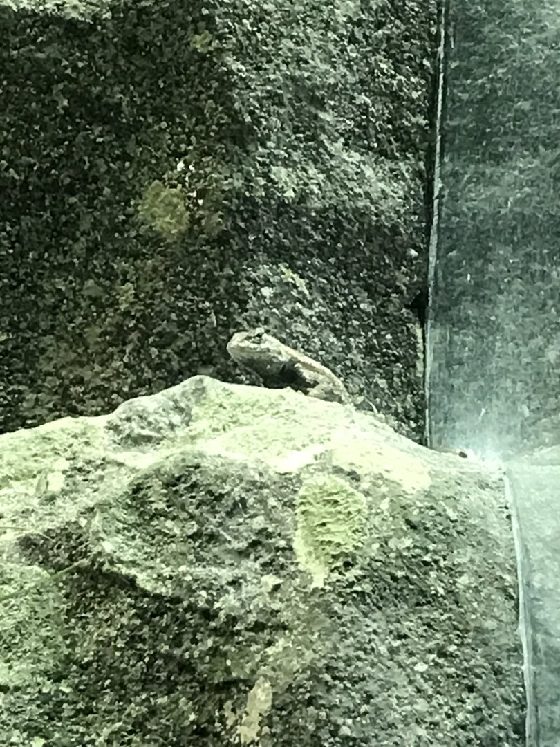 Streamside: Eastern Fence Lizard