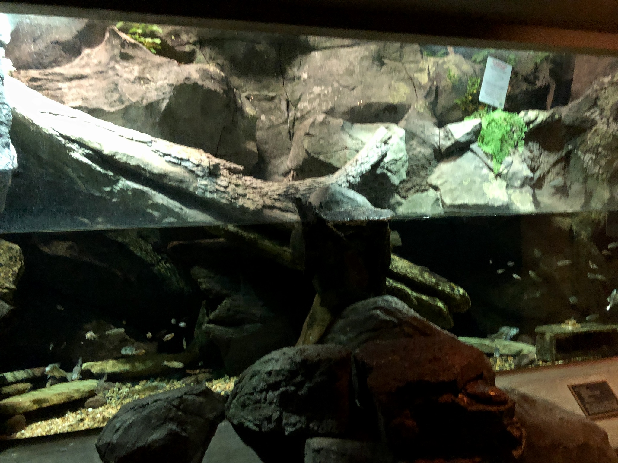 Streamside, Freshwater Creek aquarium