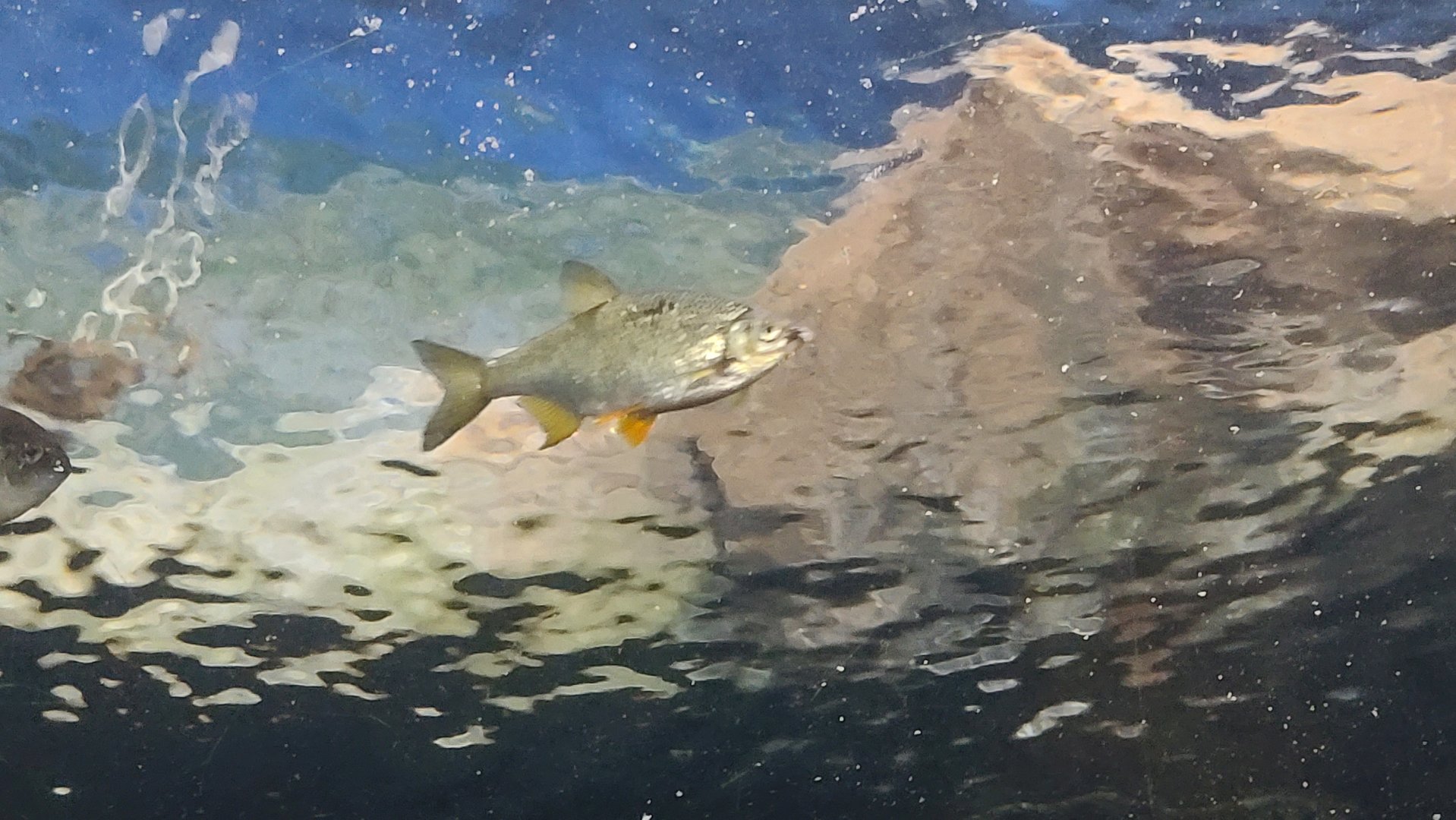 Streamside - Golden Shiner?