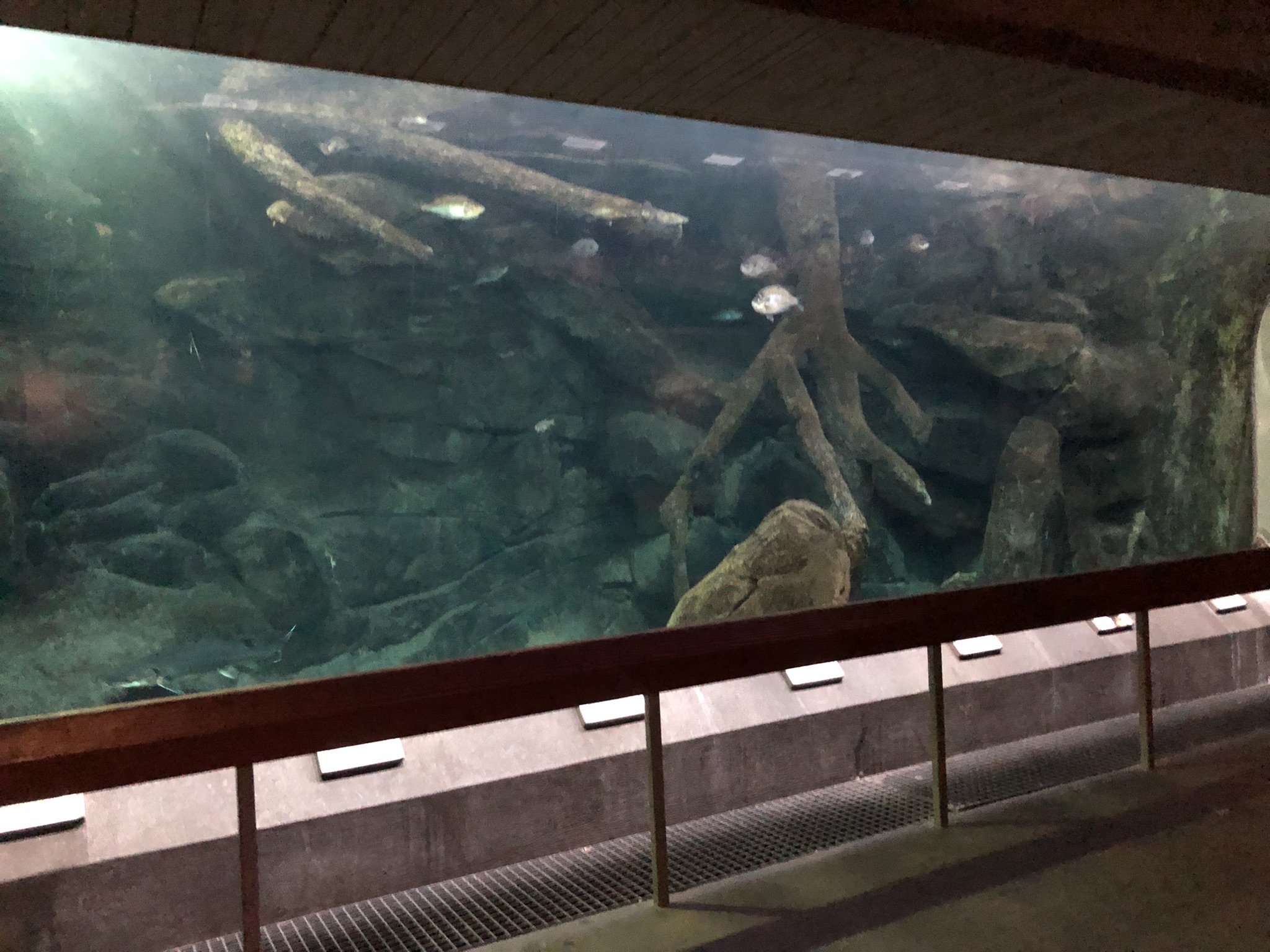 Streamside, Native freshwater aquarium