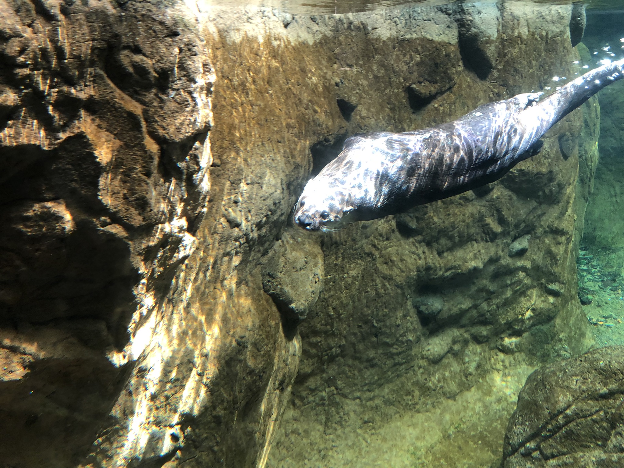 Streamside, North American river otter