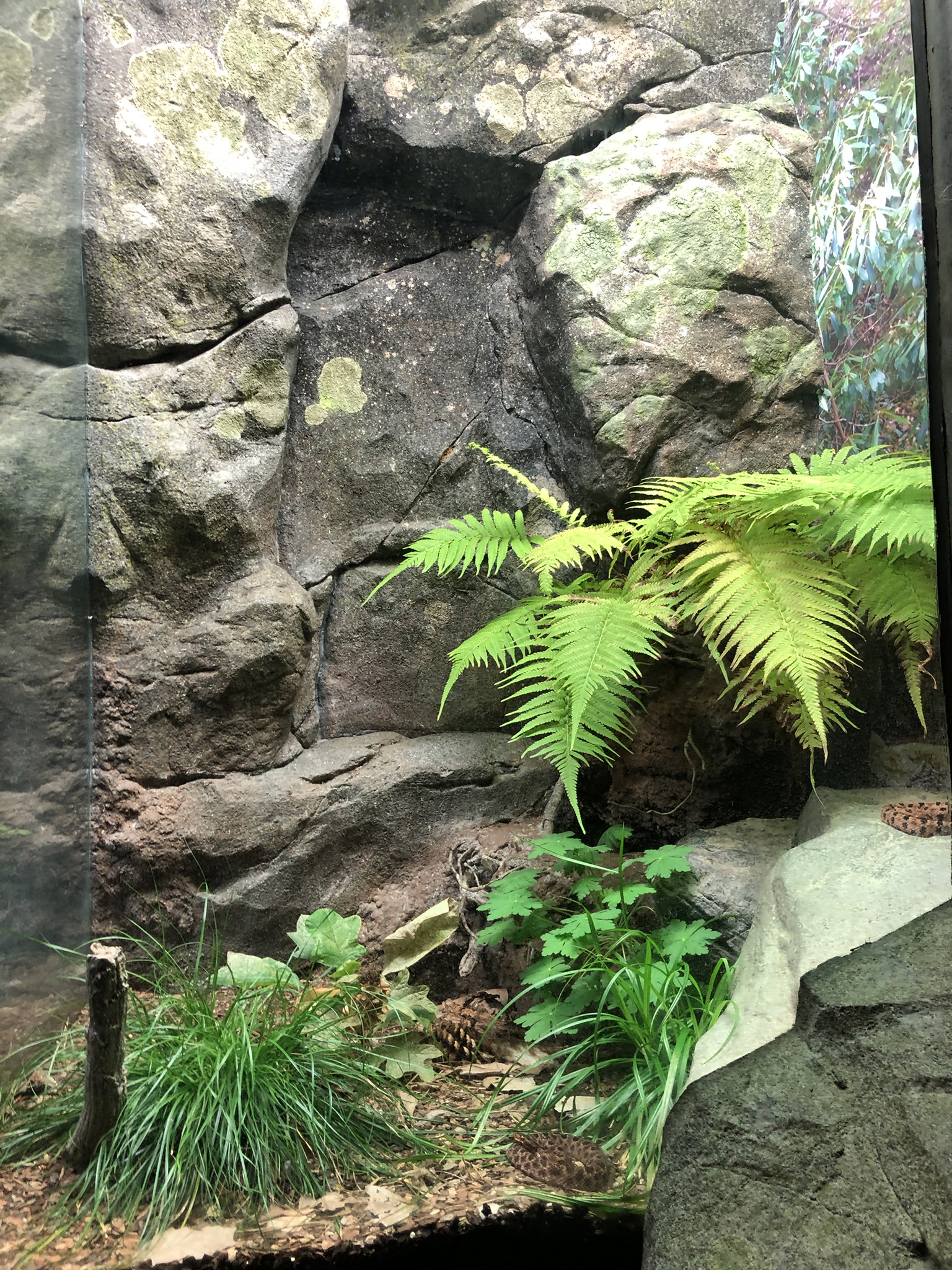 Streamside, Pygmy rattlesnake exhibit
