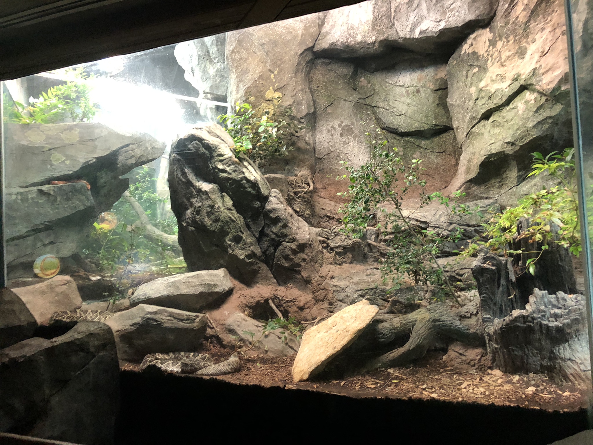 Streamside, Rattlesnake exhibit