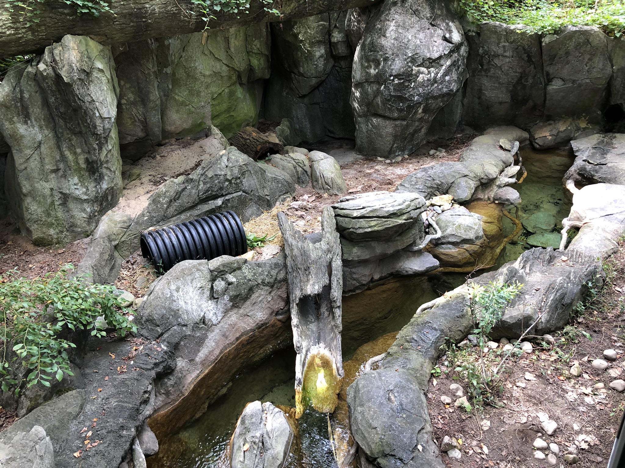 Streamside, River otter exhibit #1