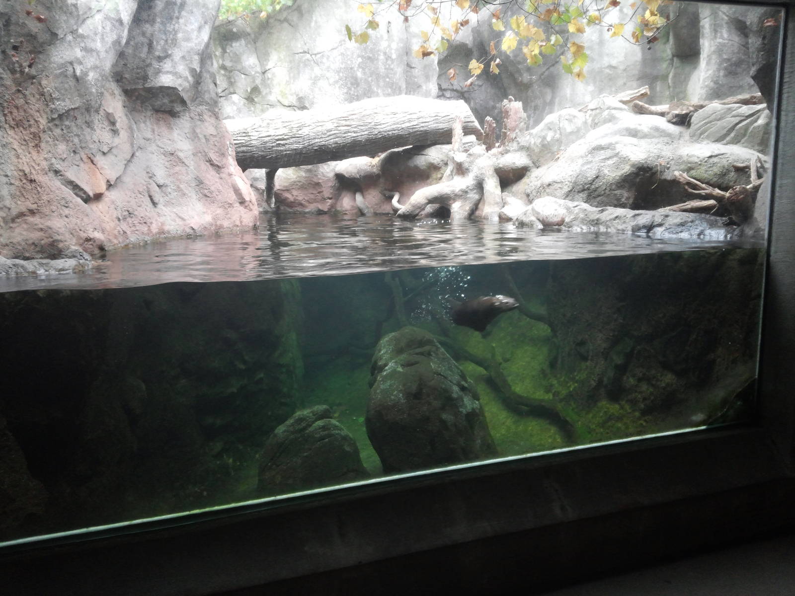 Streamside - River Otter