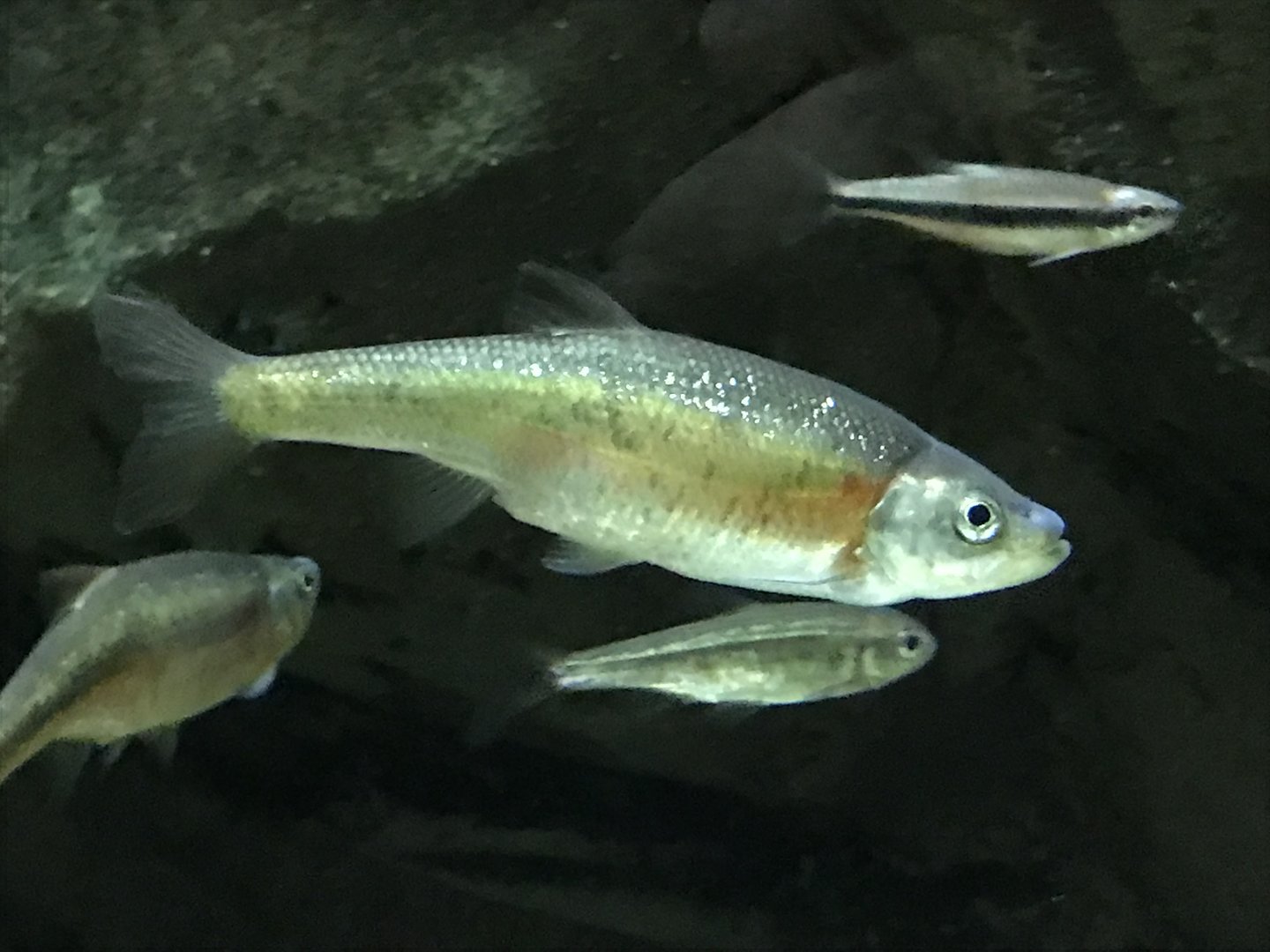 Streamside: Rosyside Dace