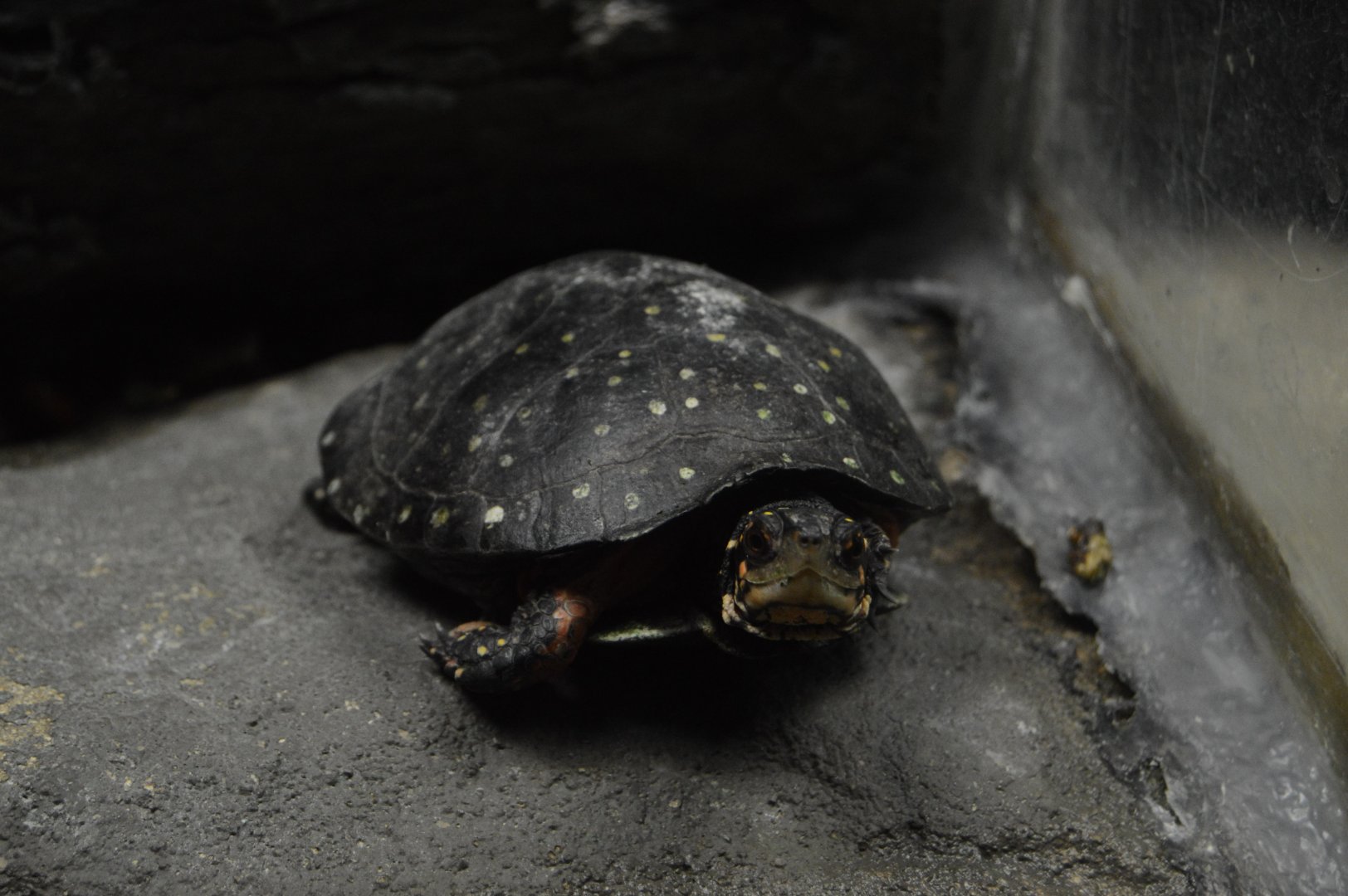 Streamside - Spotted Turtle (Clemmys guttata)