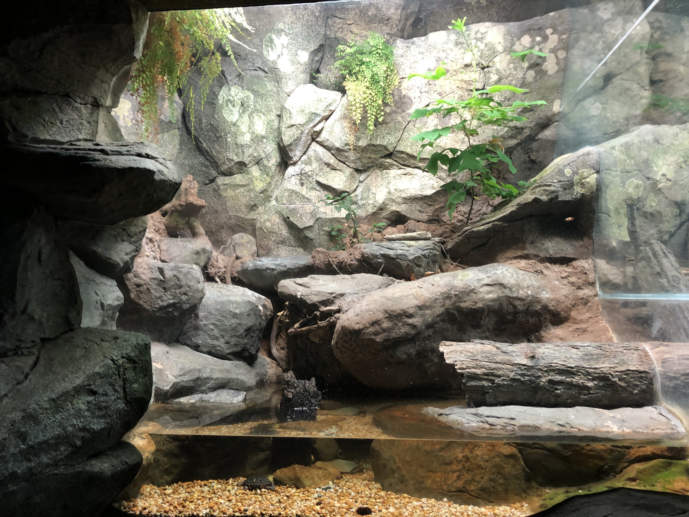 Streamside, Spotted turtle exhibit