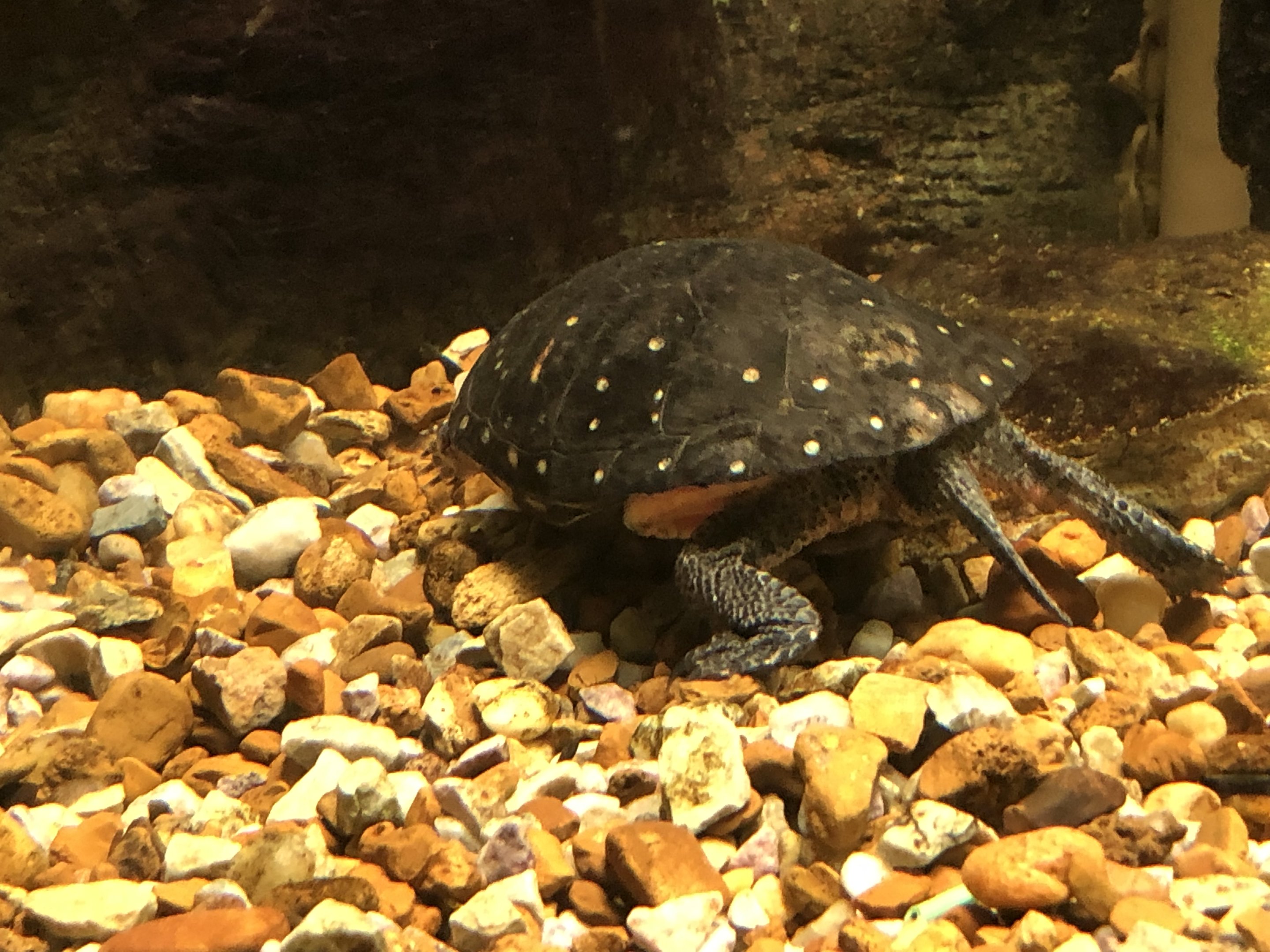 Streamside, Spotted turtle