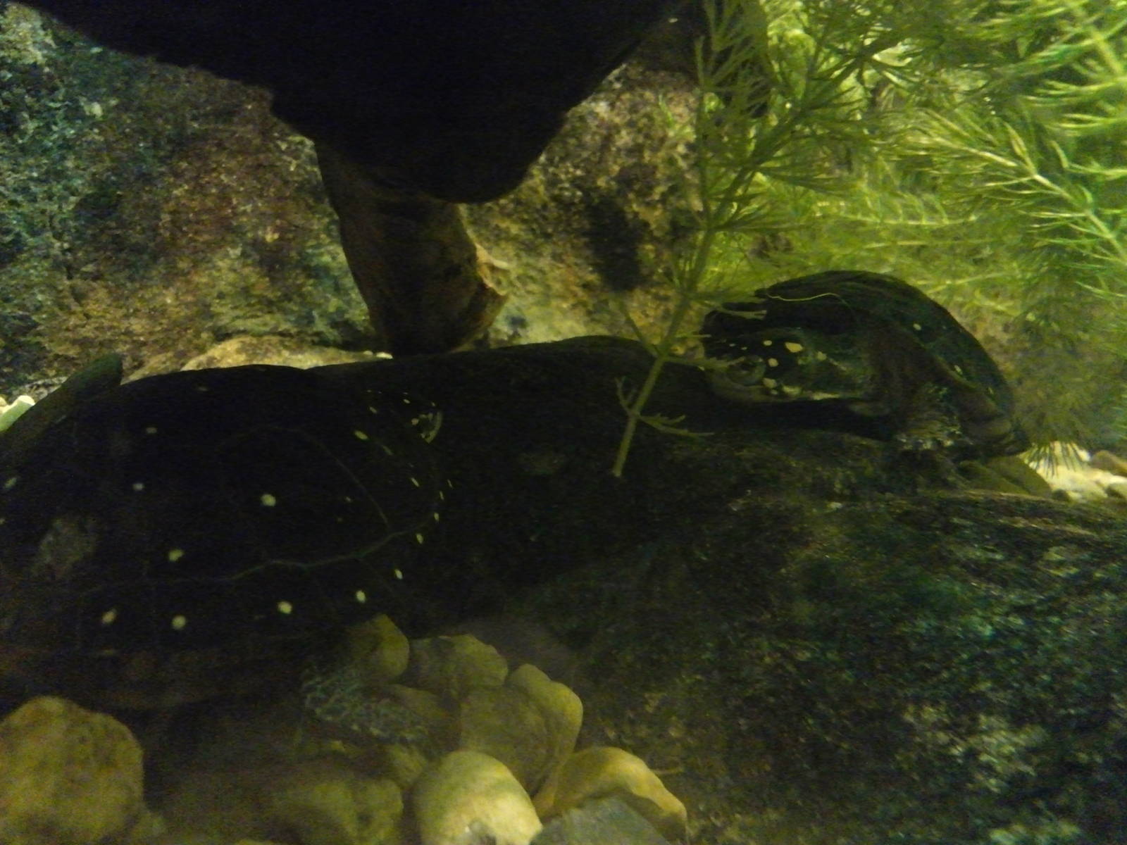 Streamside - Spotted Turtles