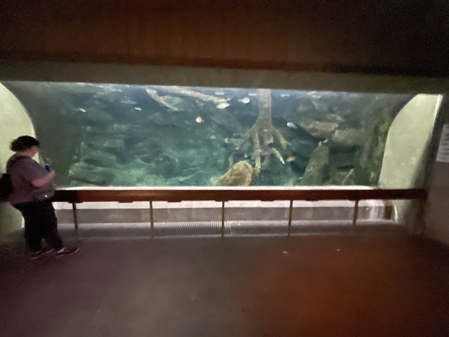 Streamside Tank with Multiple Species