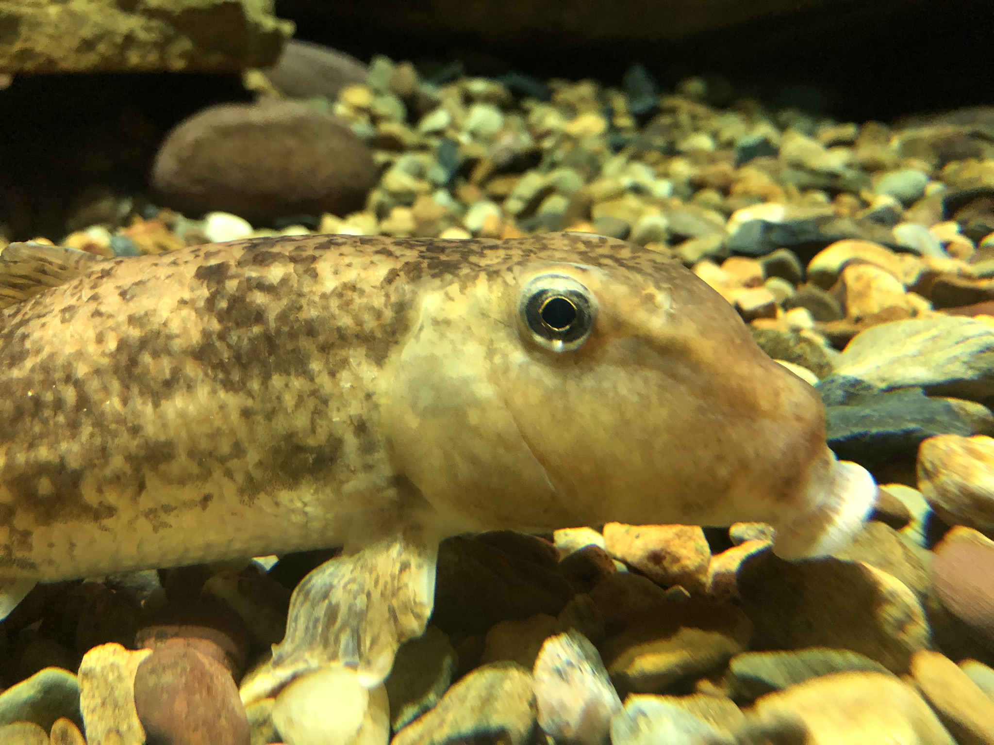 Streamside, Unsigned Creek hogsucker