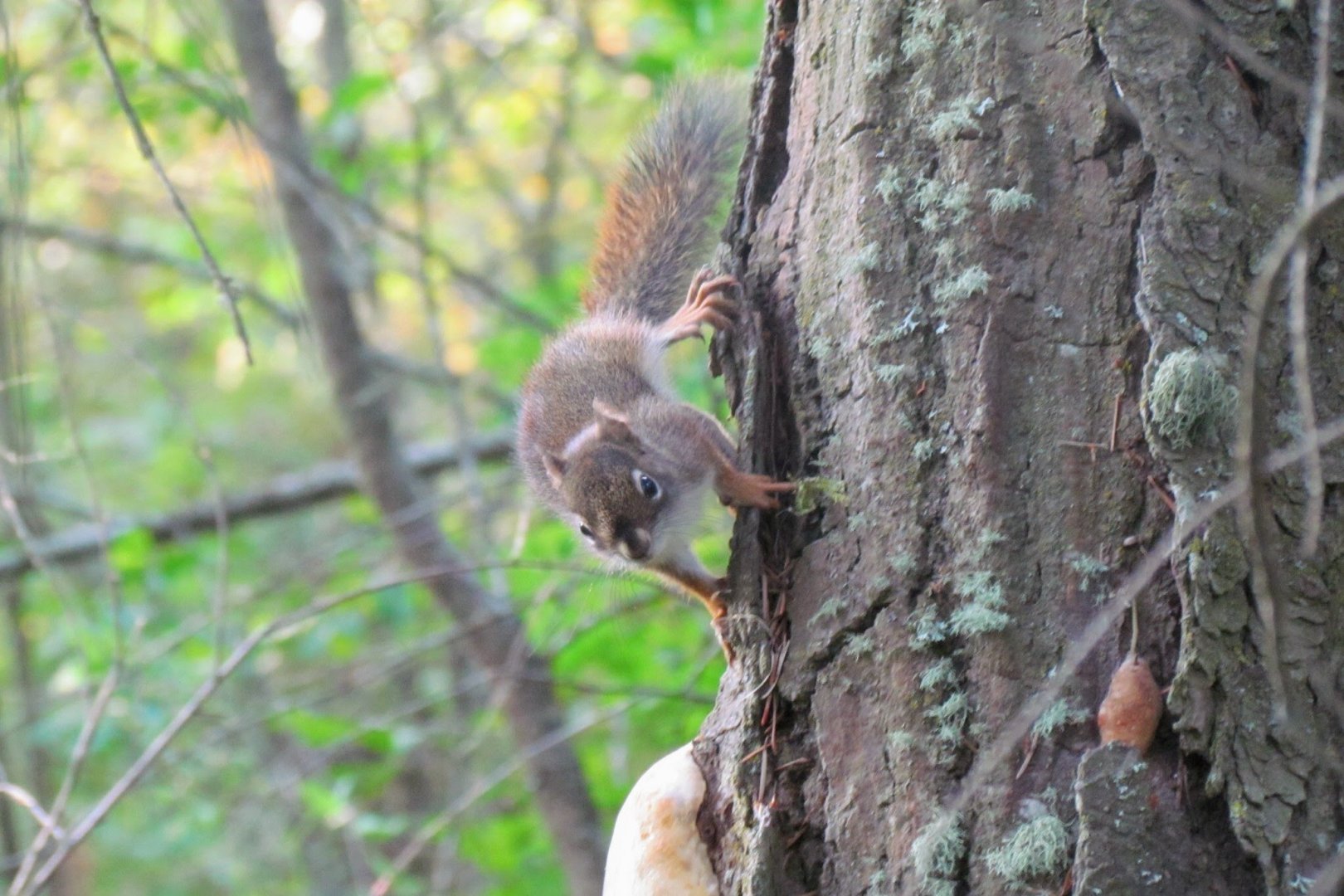 Streator’s Red Squirrel