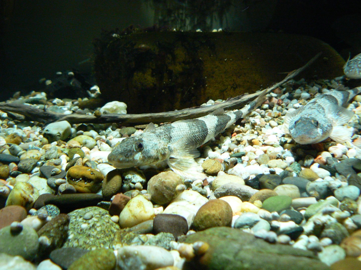 Streber - 4 June 2019