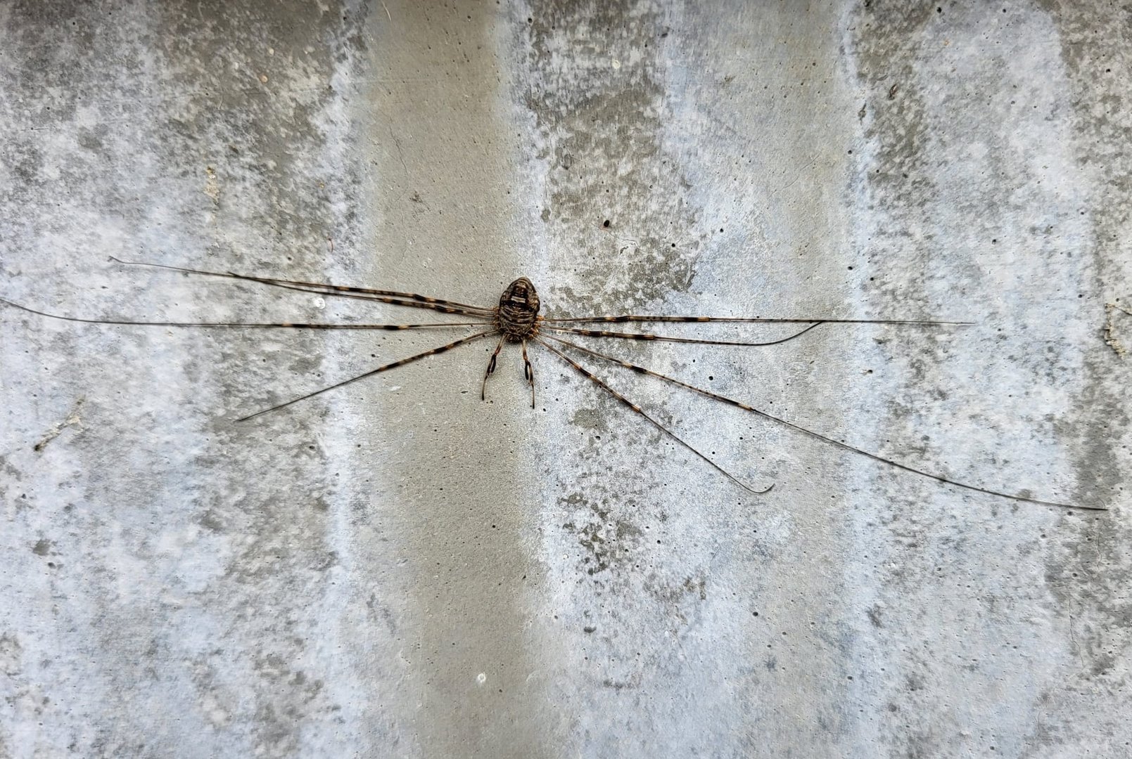 Strech-leg - Dicranopalpus ramosus