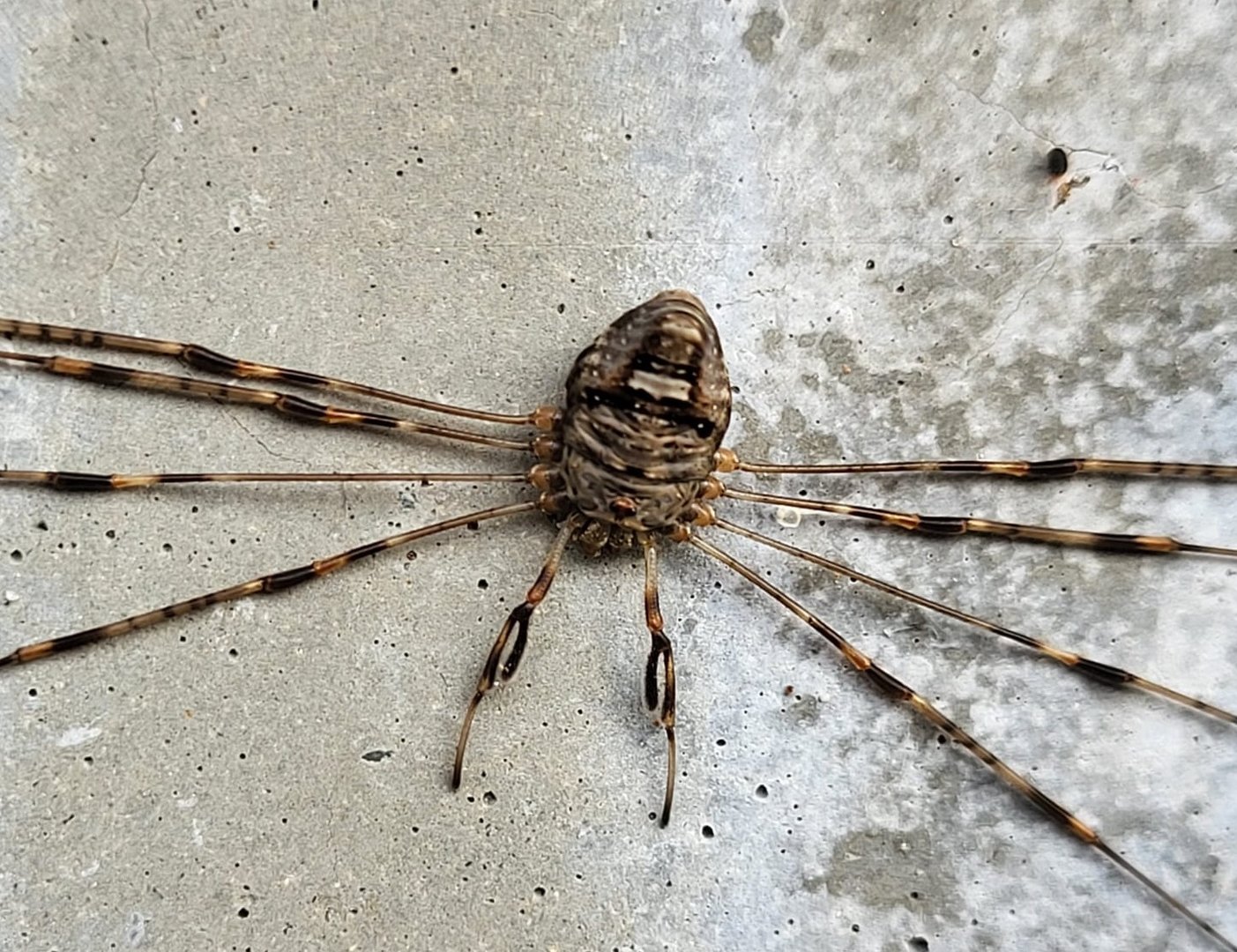 Strech-leg - Dicranopalpus ramosus