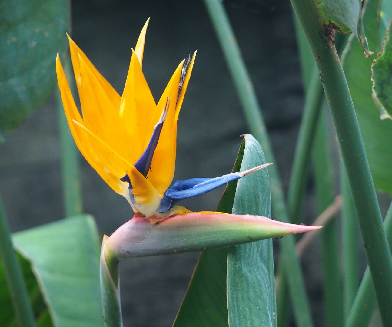 Strelitzia flower, 2020-01-11