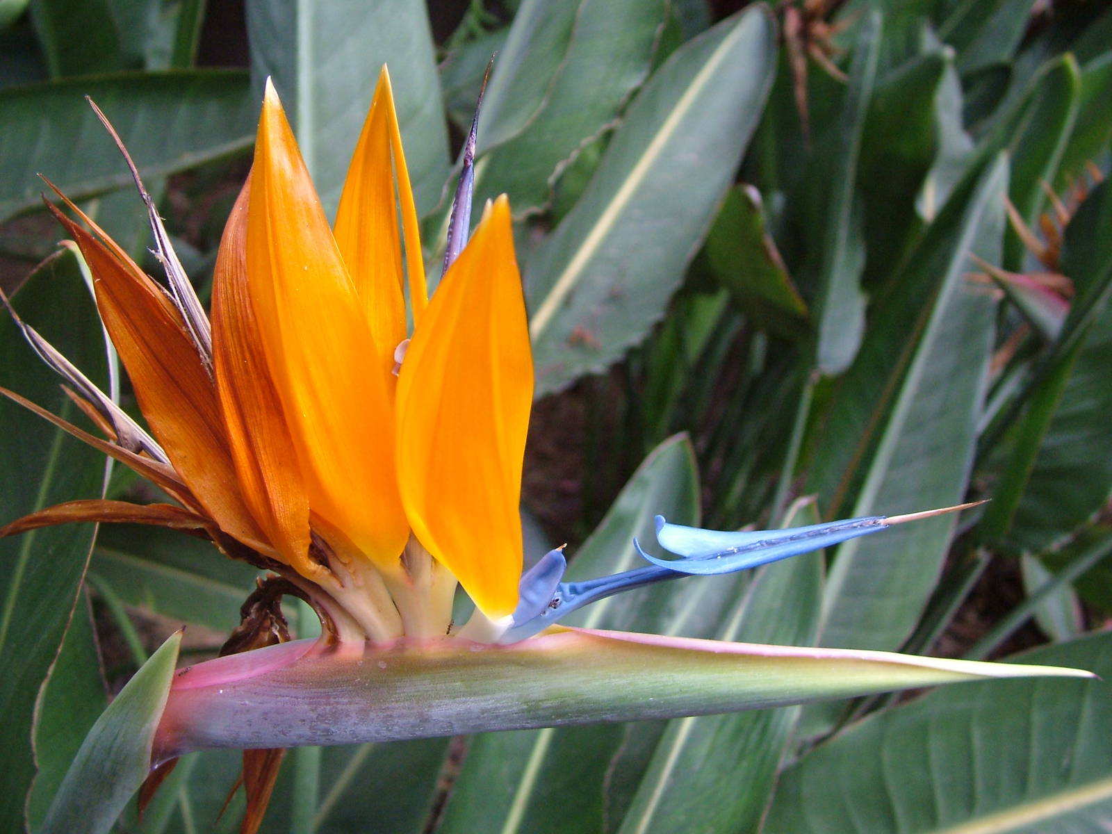 Strelitzia Flower at Jungle Park (Las Aguilas), 13/11/10
