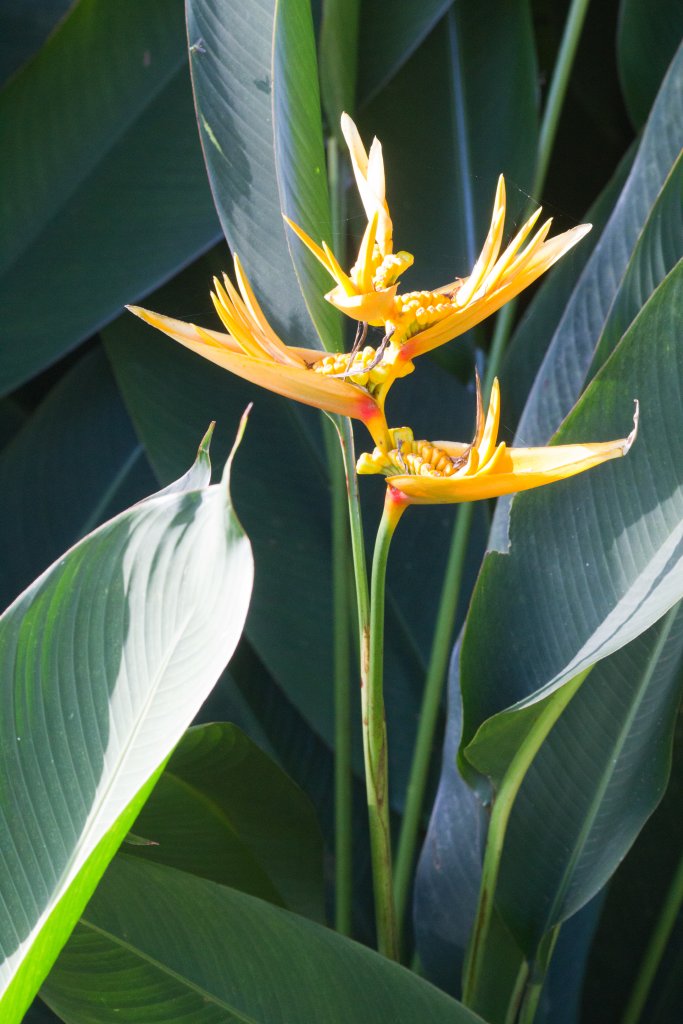 Strelitzia