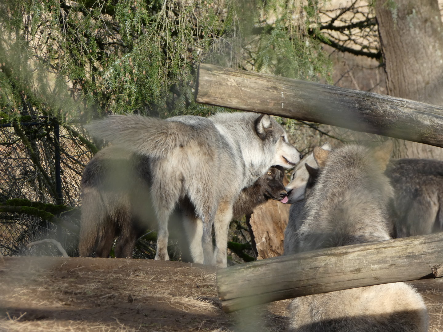 Strengthening pack bonds (Grey wolf)