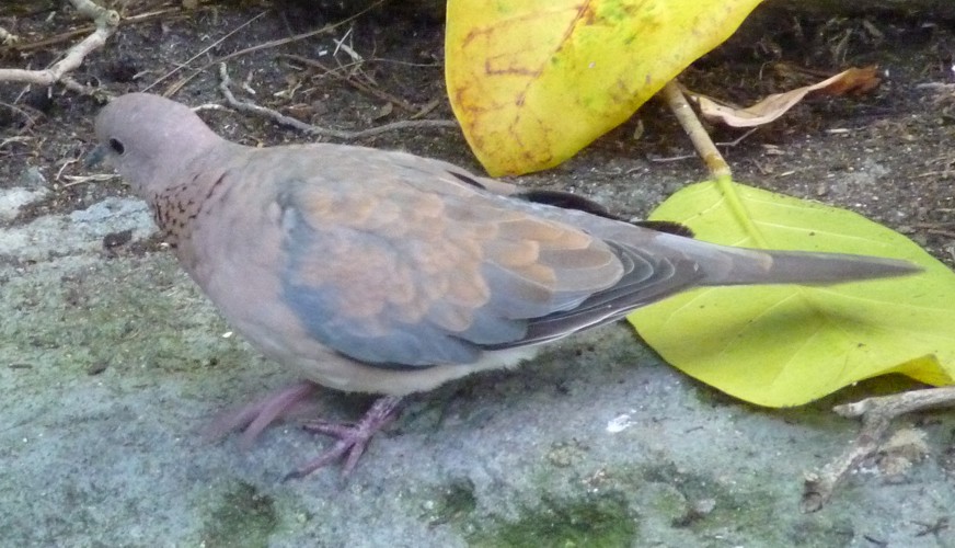 Streptopelia senegalensis