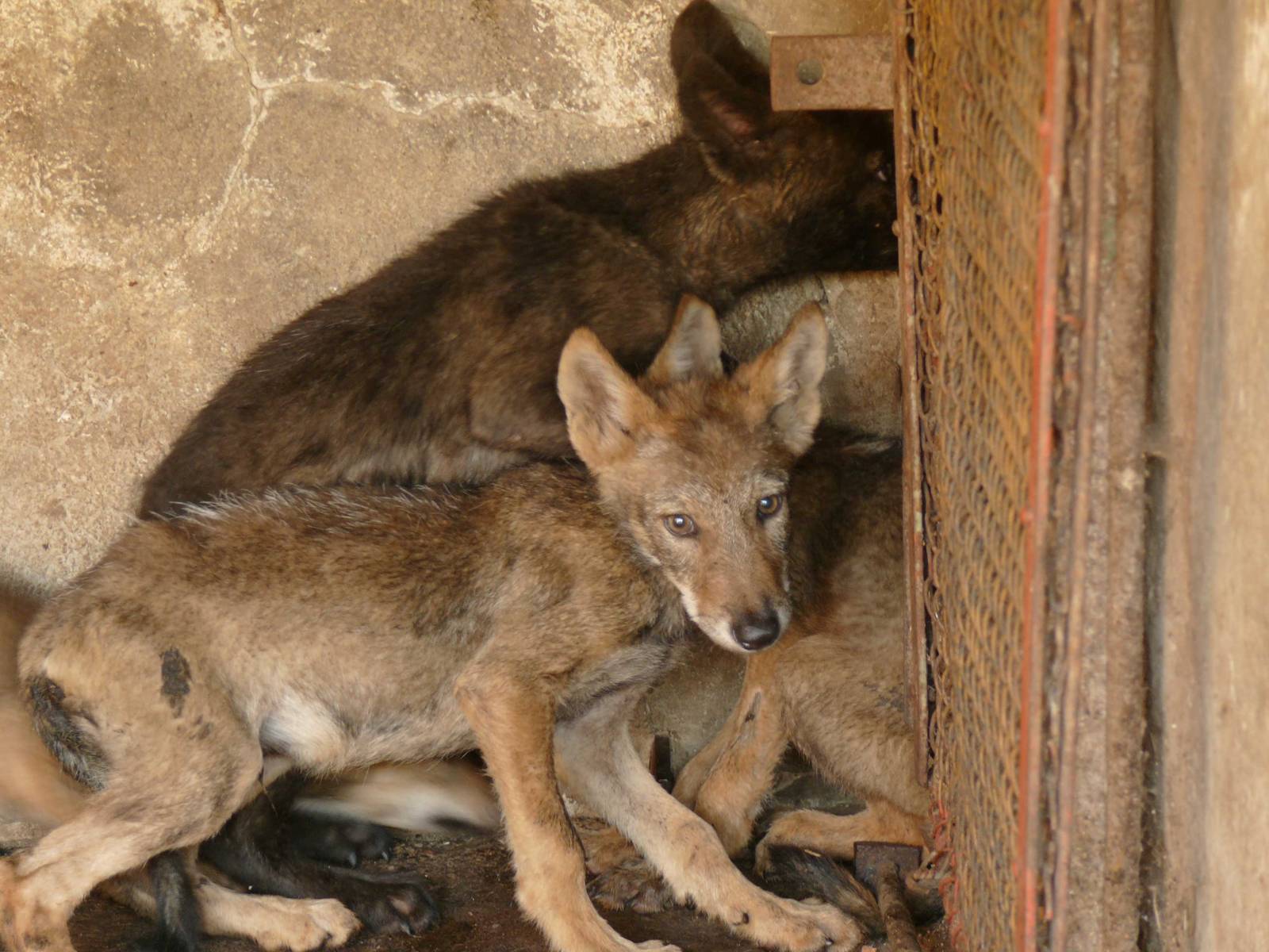 Stressed common jackals in cage