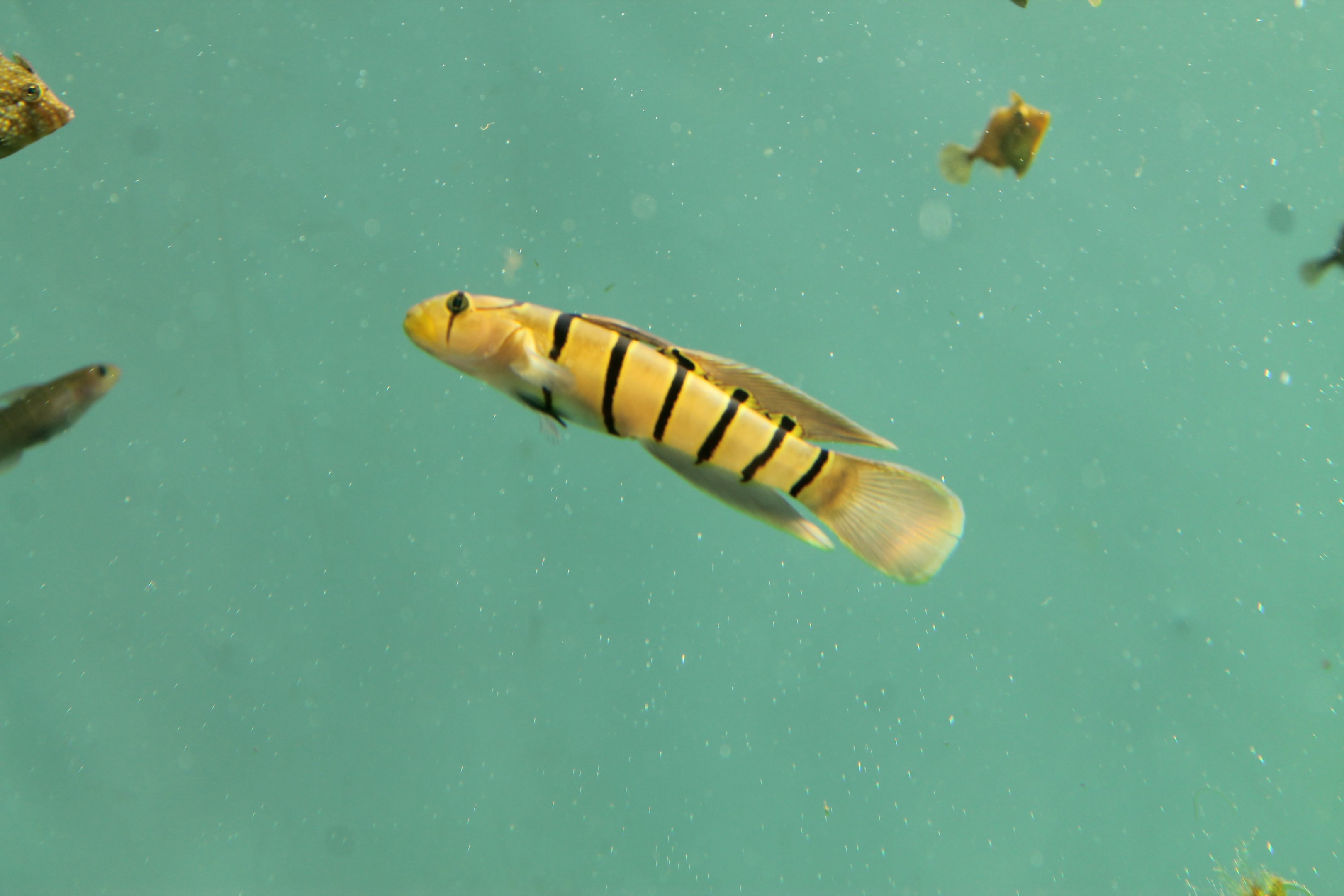 Stretched Silk Goby (Pterogobius elapoides)