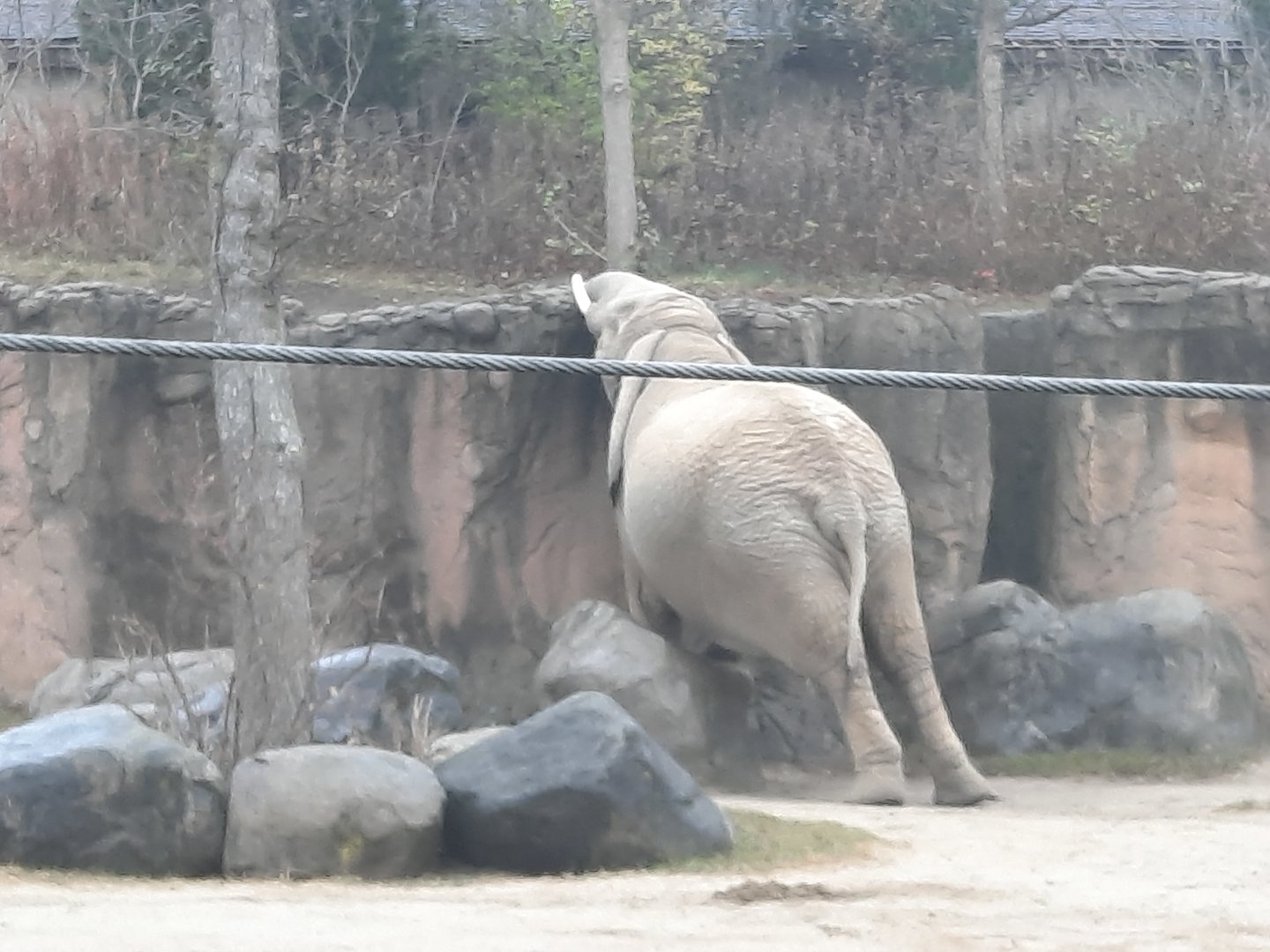 Stretching African Elephant