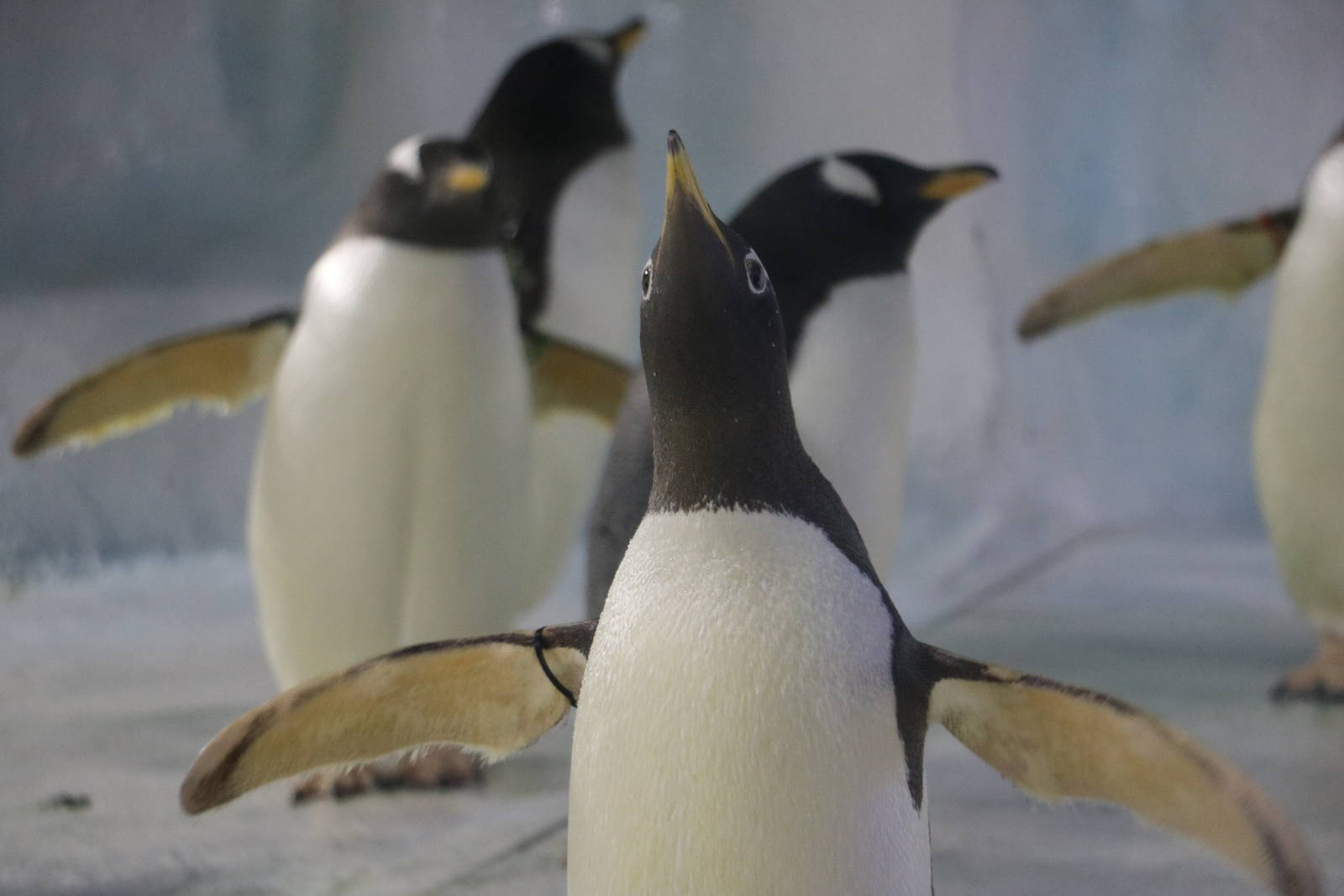 Stretching gentoo, January 2016