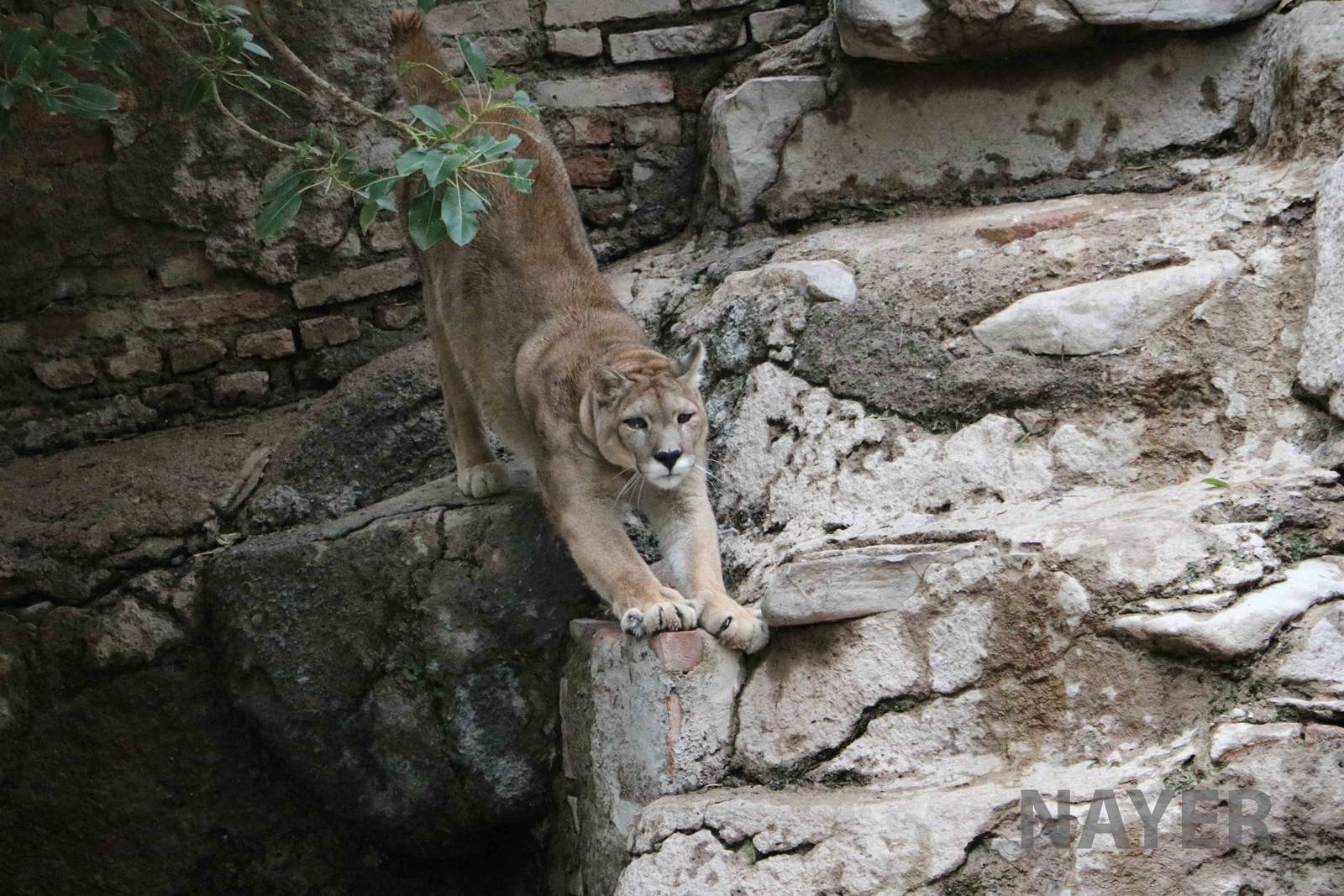 Stretching puma - Mendoza Zoo, April 2016