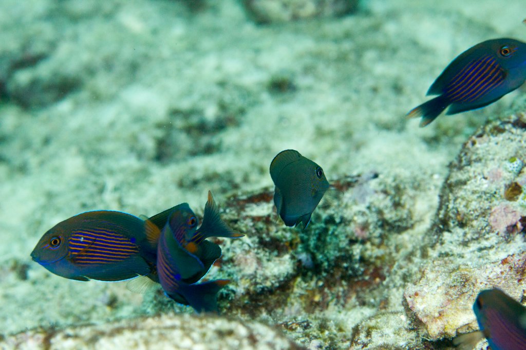 Striated Bristletooth juveniles