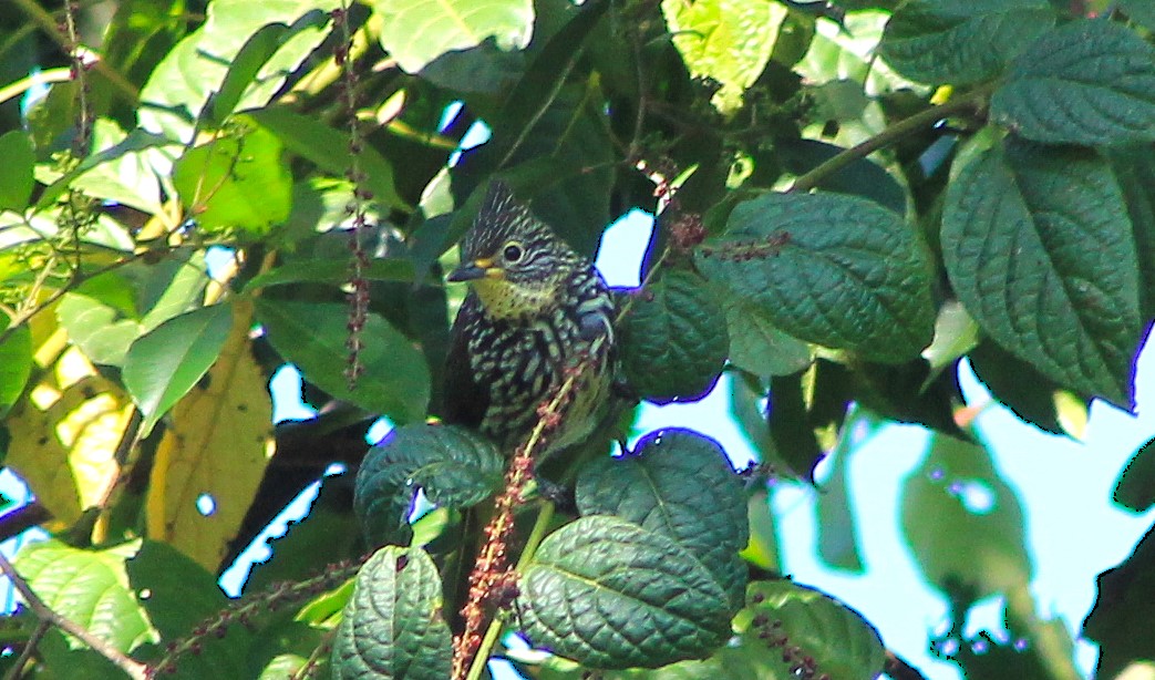 Striated Bulbul (Alcurus striatus)